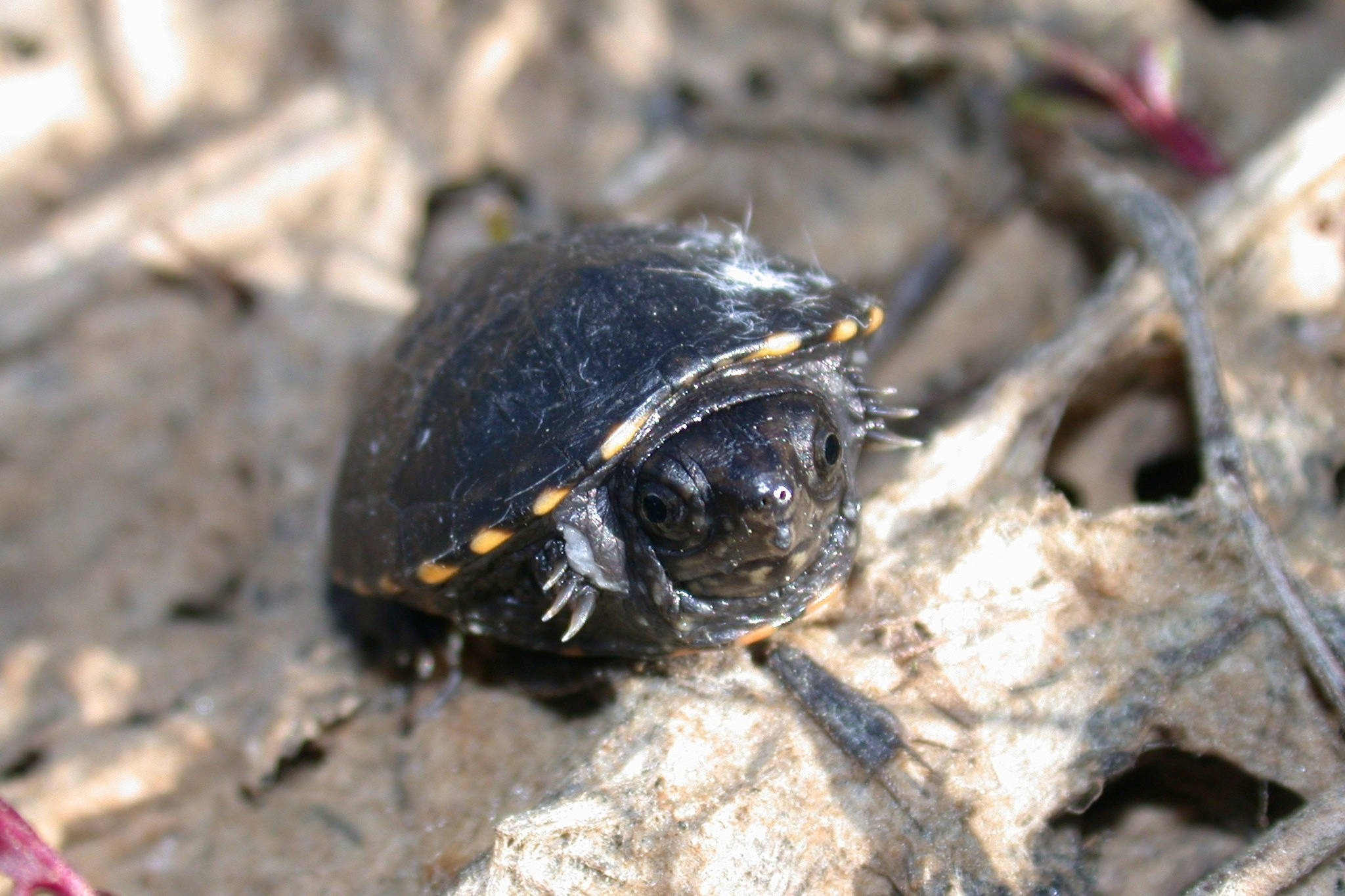 Mud Turtle, tiny shell, dark shell, Full HD Desktop Wallpaper