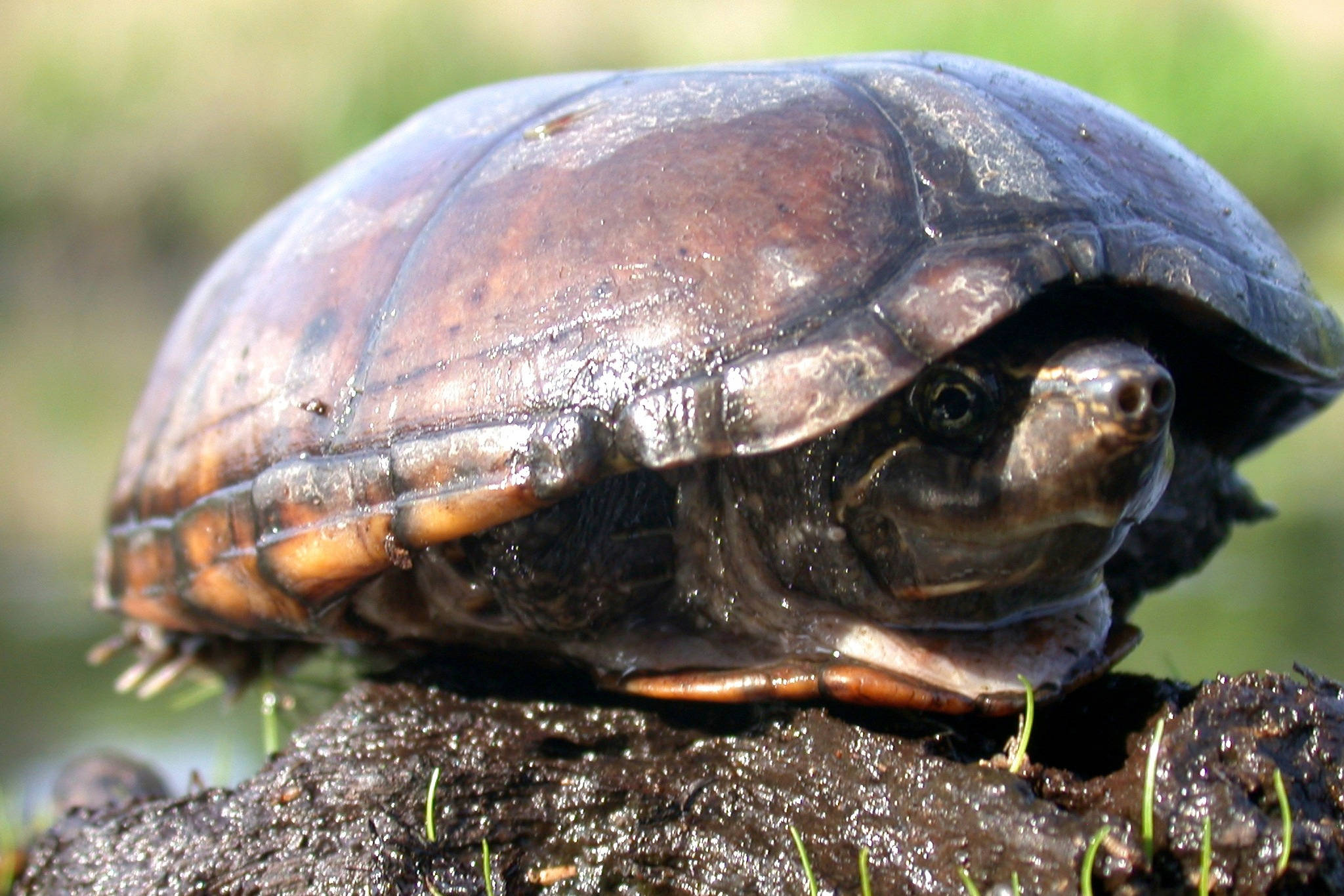 Mud Turtle, dark brown shell, wet muddy log, Full HD Desktop Wallpaper