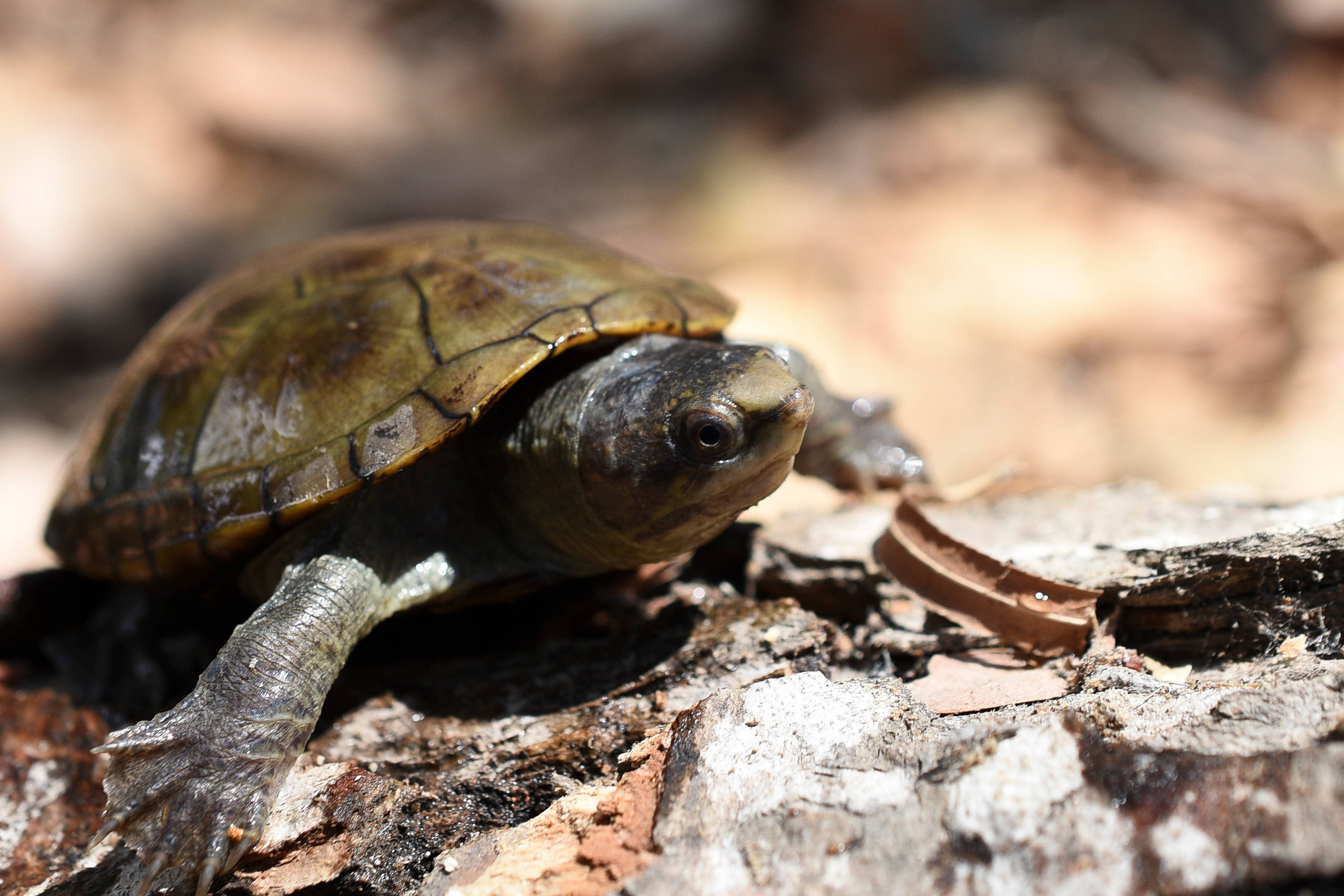 Mud Turtle, webbed feet, mossy green shell, 2K Desktop Wallpaper