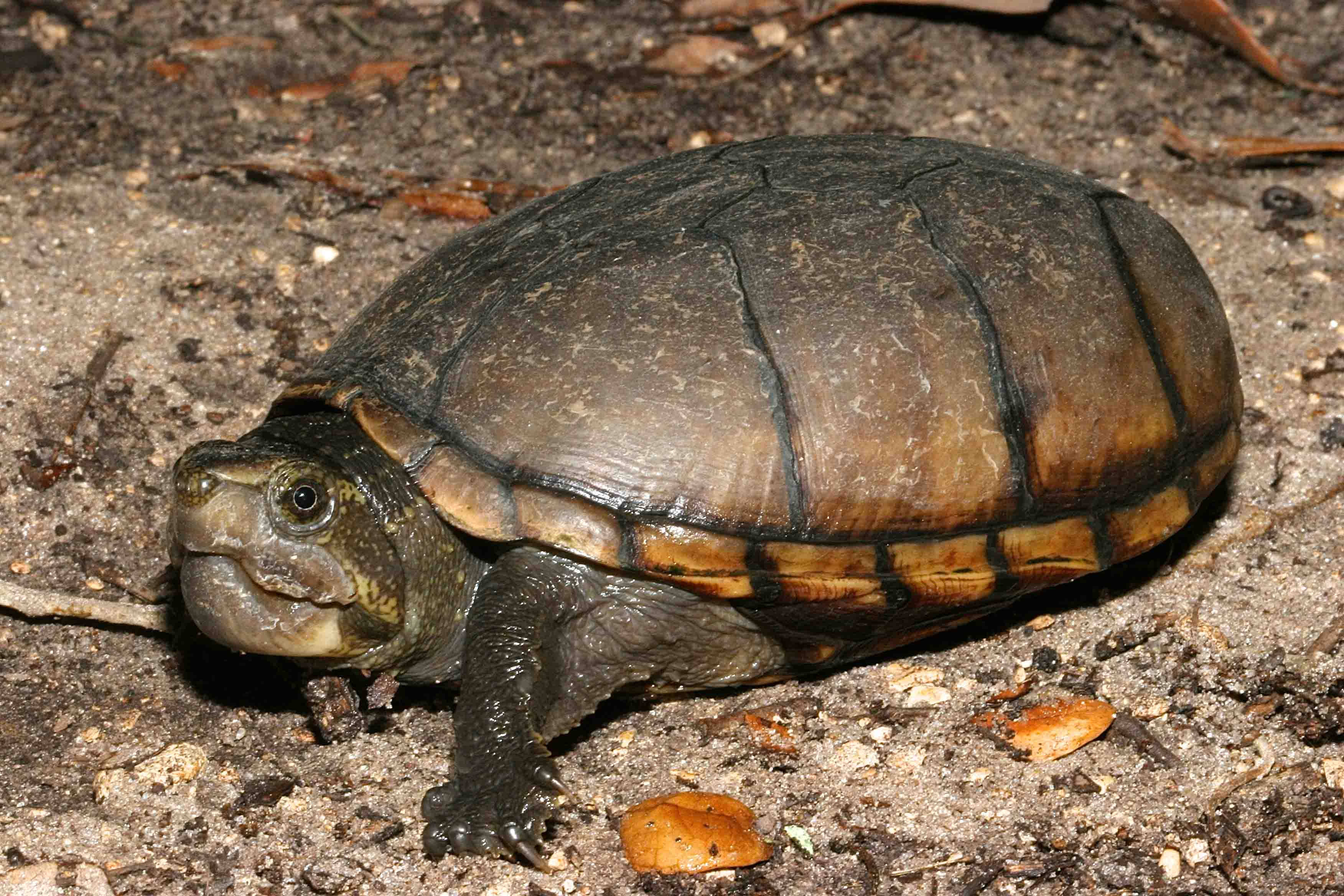 Mud Turtle, dark brown shell, yellowish markings, 2K Desktop Wallpaper