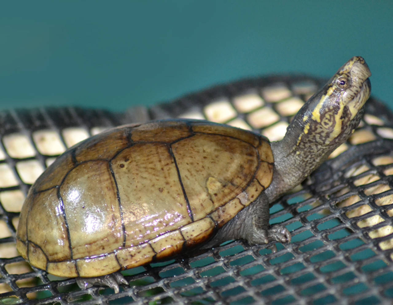 Mud Turtle, smooth shell, black mesh surface, HD Desktop Wallpaper