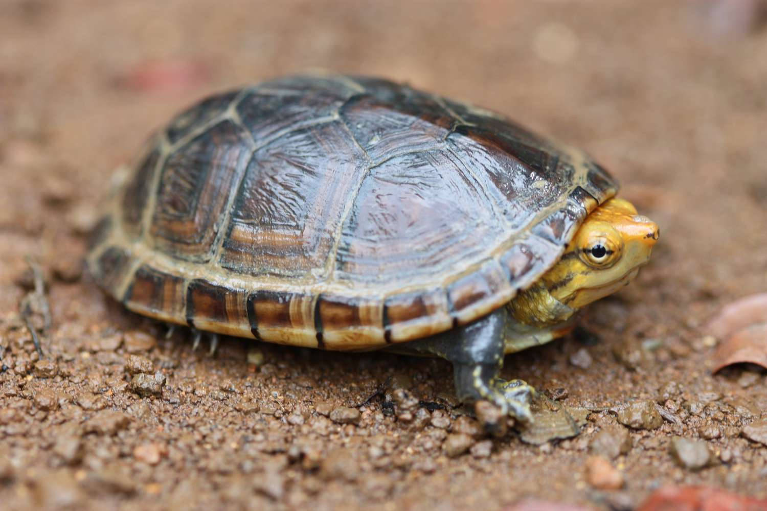 Mud Turtle, yellow head, patterned shell, HD Desktop Wallpaper