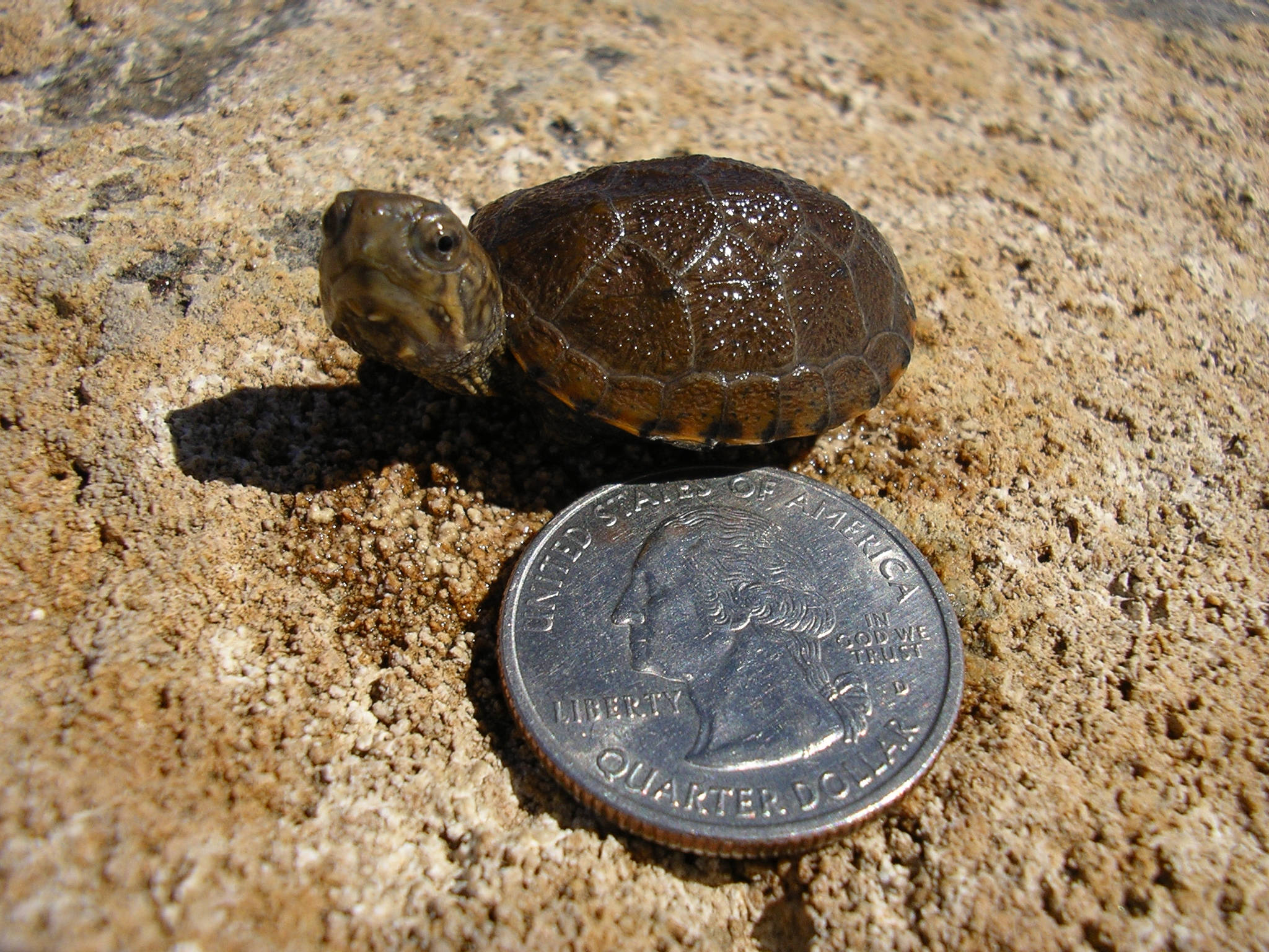 Mud Turtle, quarter coin, brown turtle, Full HD Desktop Wallpaper