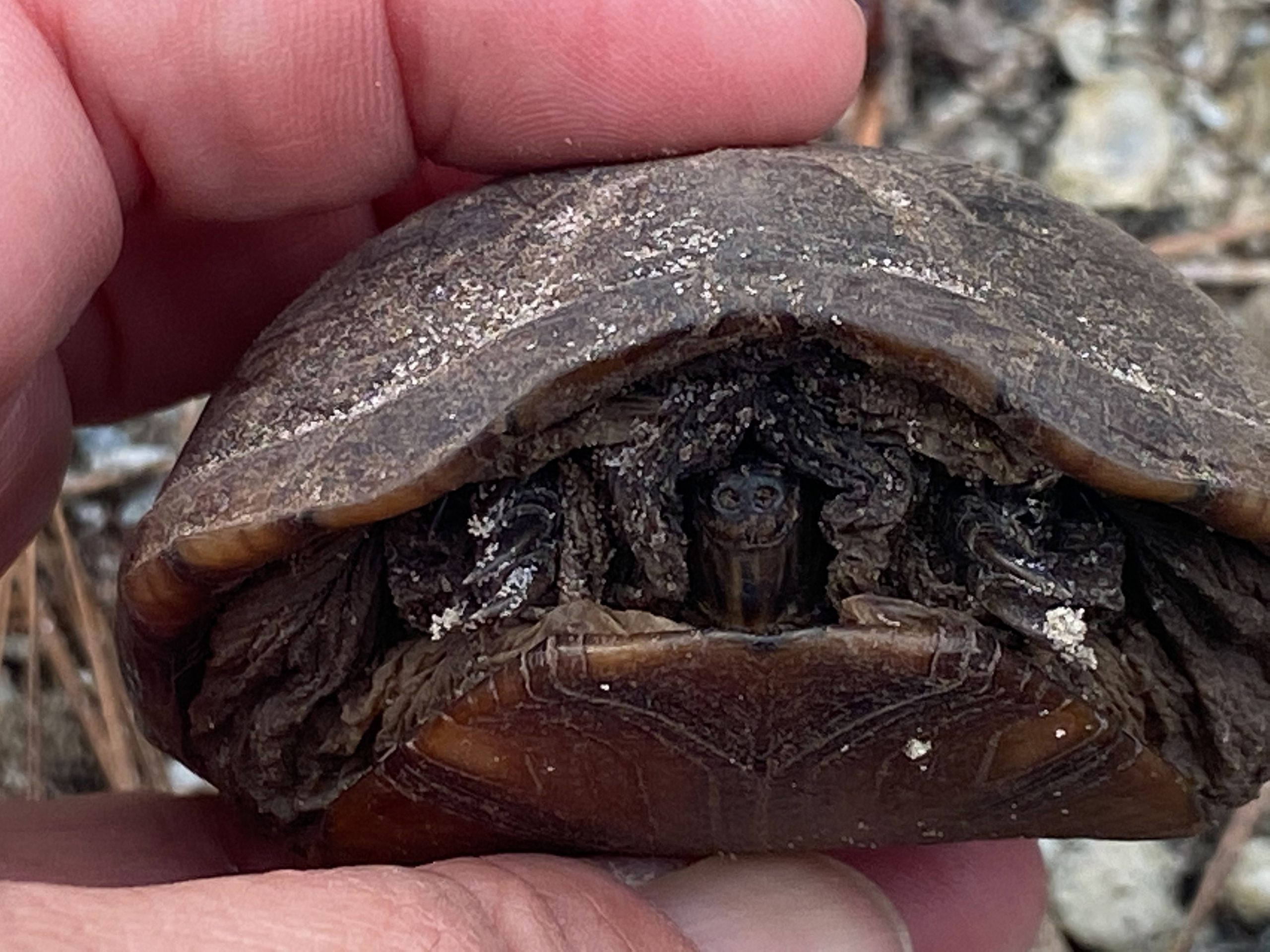 Mud Turtle, shell, close-up photo, 2K Desktop Wallpaper
