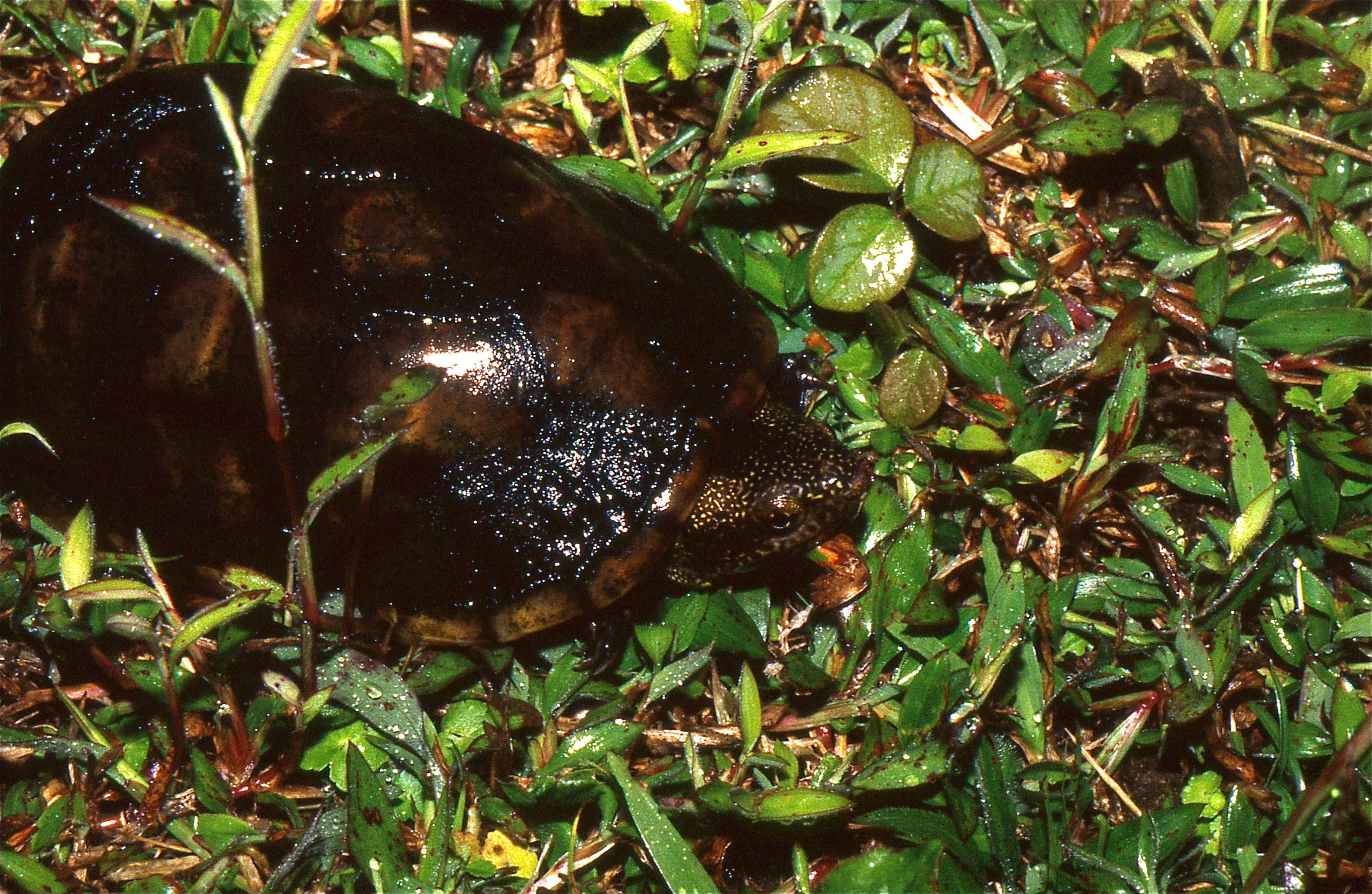 Mud Turtle, glossy dark, vibrant green wet grass, 2K Desktop Wallpaper