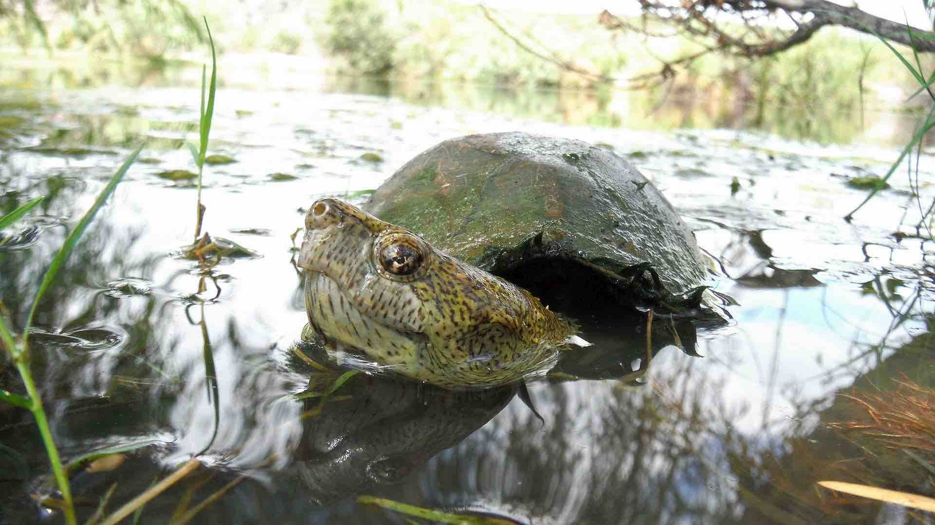 Mud Turtle, river, spotted turtle, Full HD Desktop Wallpaper