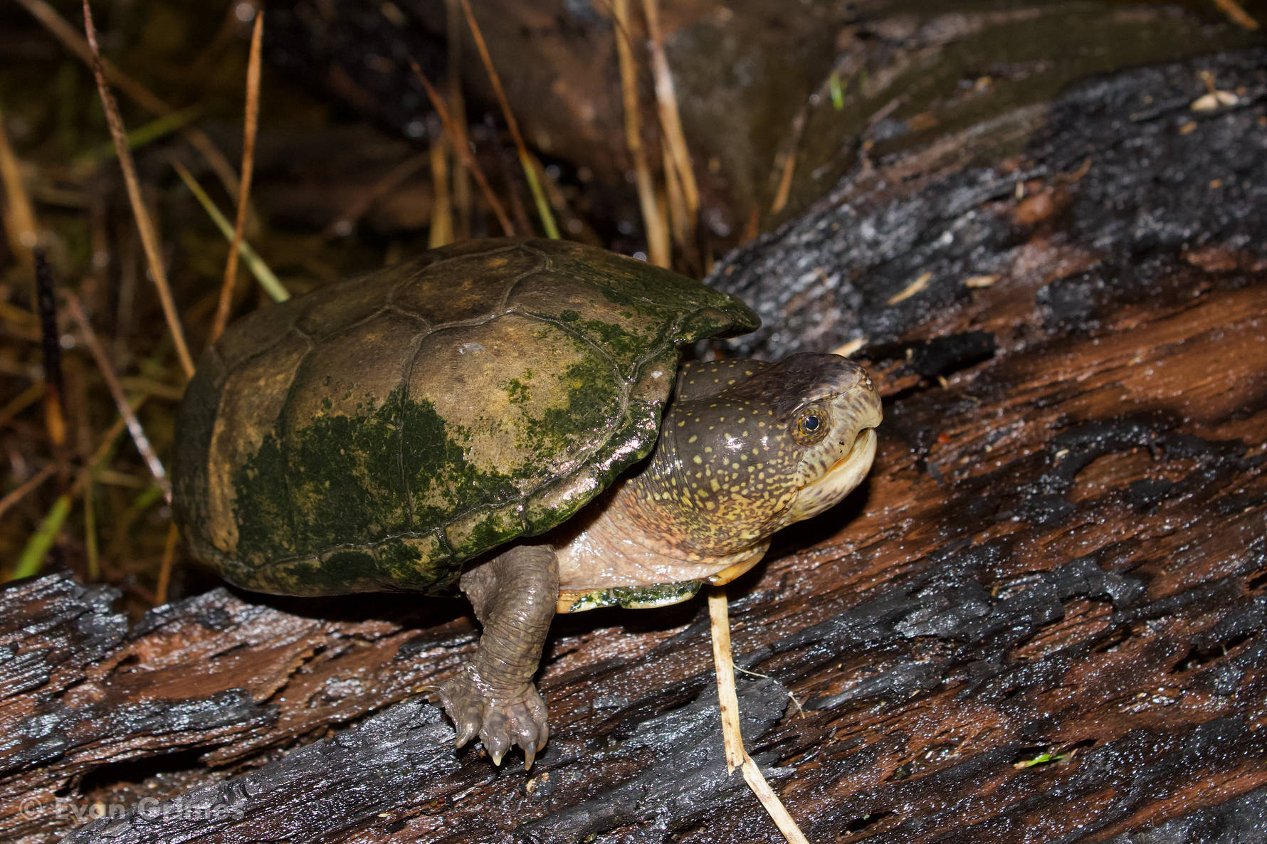 Mud Turtle, rotting wood, mossy-shelled, HD Desktop Wallpaper
