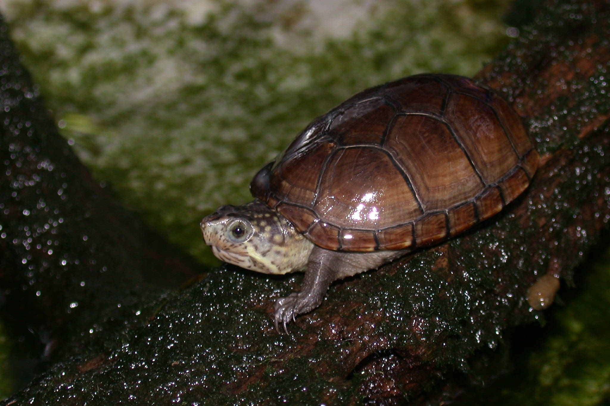 Mud Turtle, brown shell, speckled head, Full HD Desktop Wallpaper