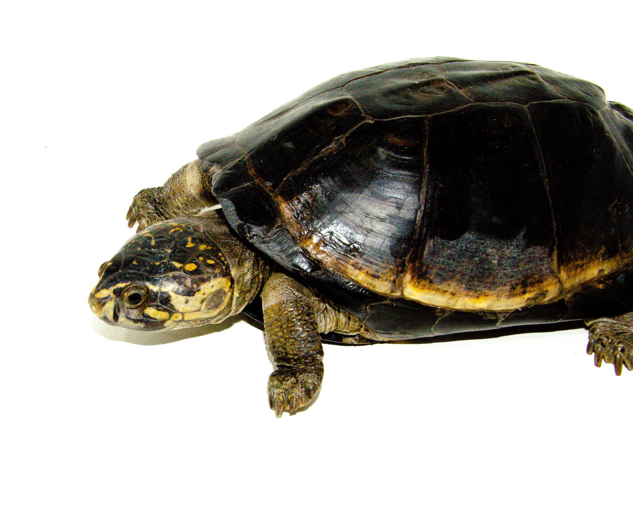 Mud Turtle, two-tone shell, box turtle, Full HD Desktop Wallpaper