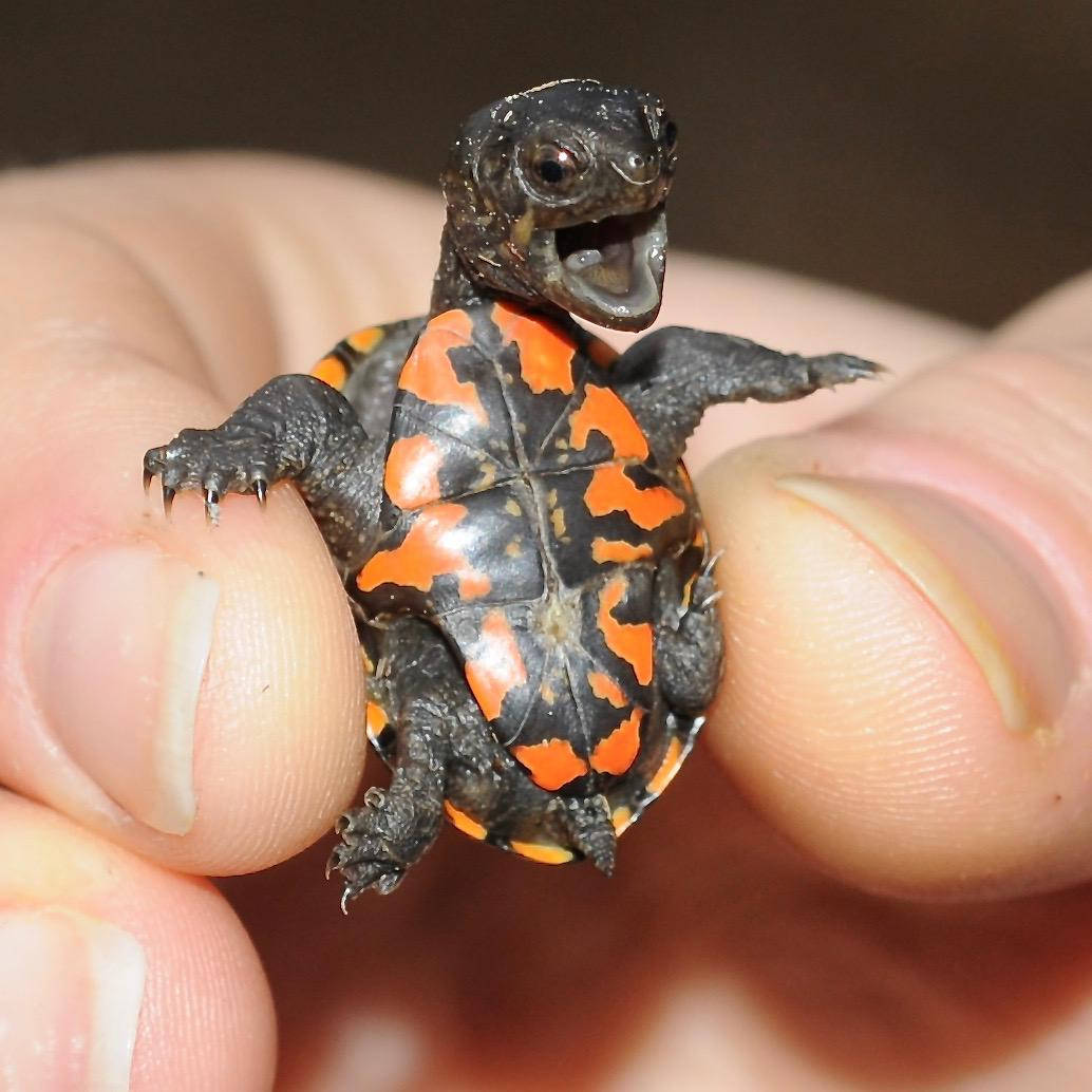 Mud Turtle, newborn hatchling, black and orange shell, SD Desktop Wallpaper
