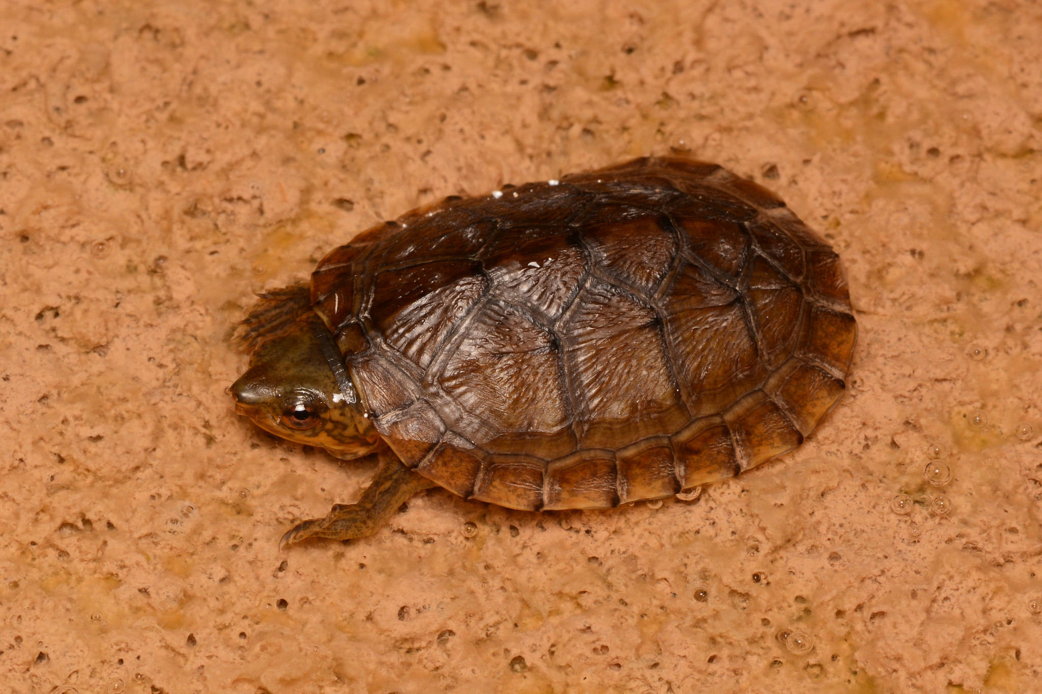 Mud Turtle, reddish brown carapace, wet textured orange-brown ground, Full HD Desktop Wallpaper