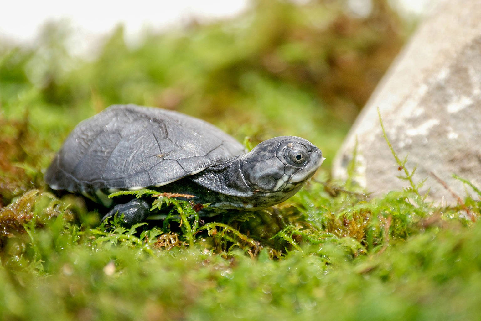 Mud Turtle, dark grey skin, vibrant green moss, HD Desktop Wallpaper