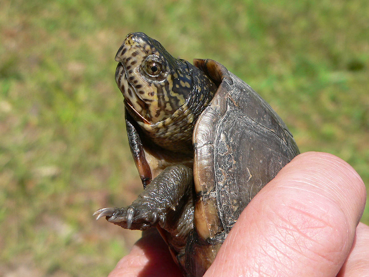 Mud Turtle, patterned shell, green grass background, SD Desktop Wallpaper