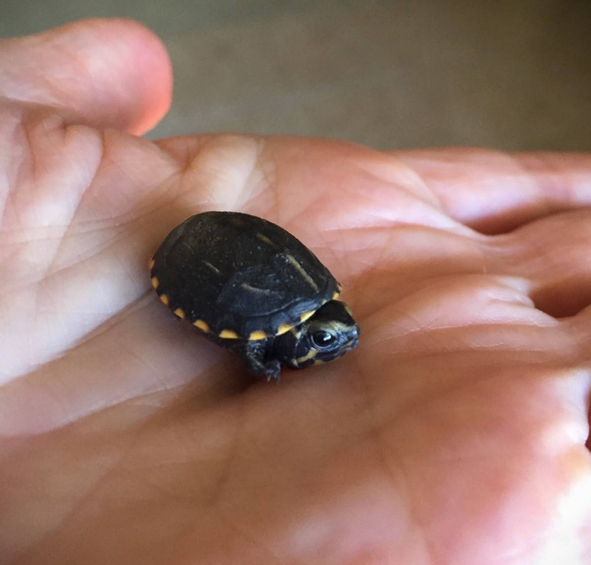 Mud Turtle, tiny hatchling, black shell, SD Desktop Wallpaper