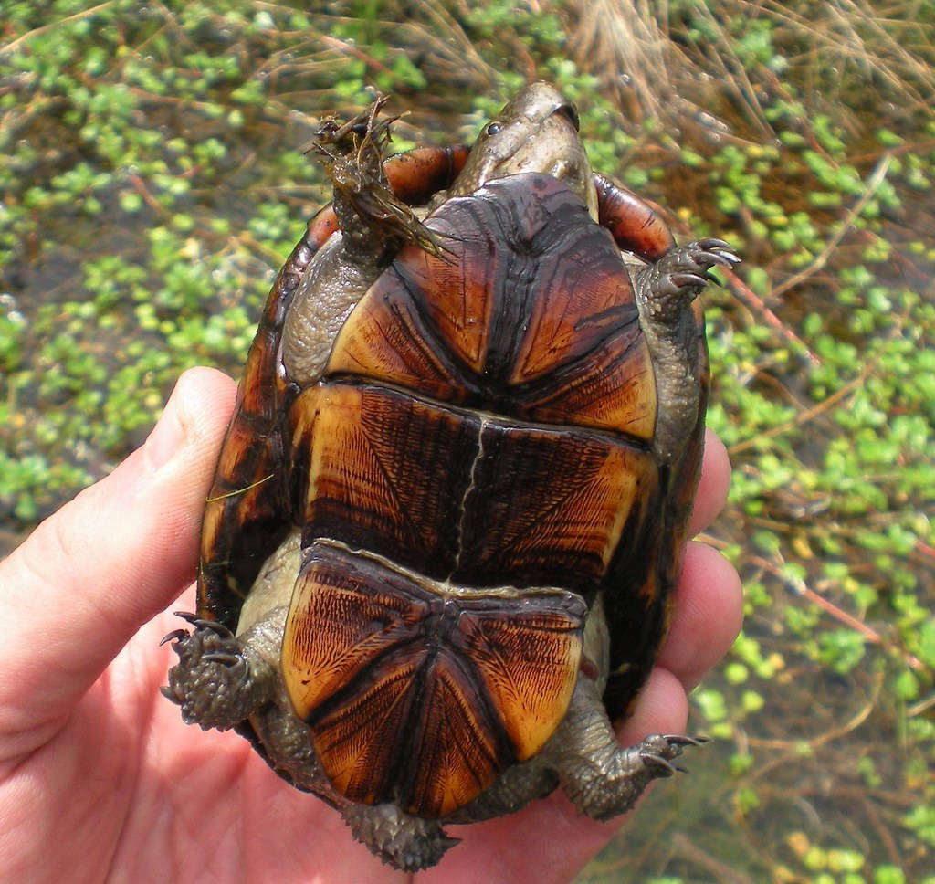 Mud Turtle, yellowish-brown underbelly, orange and brown plastron, SD Desktop Wallpaper