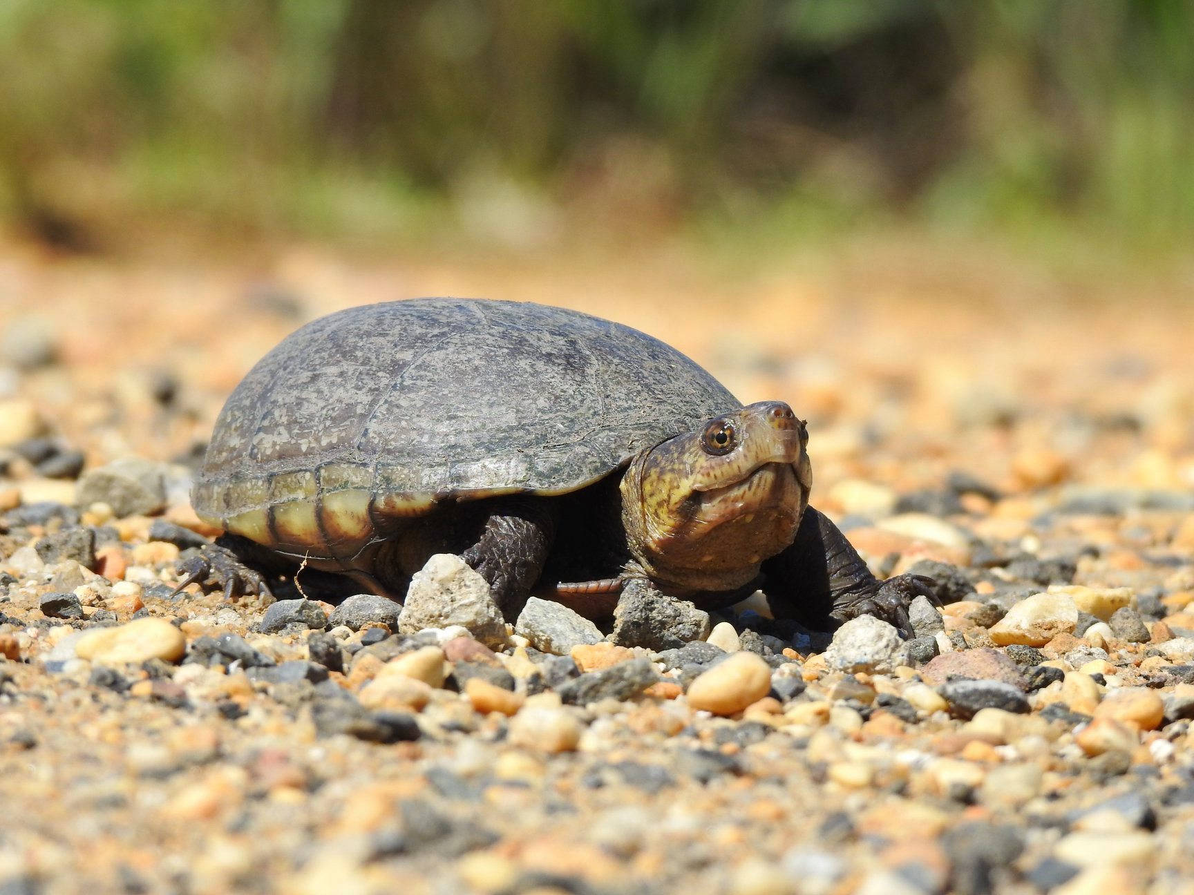 Mud Turtle, gray shell, yellowish head, HD Desktop Wallpaper