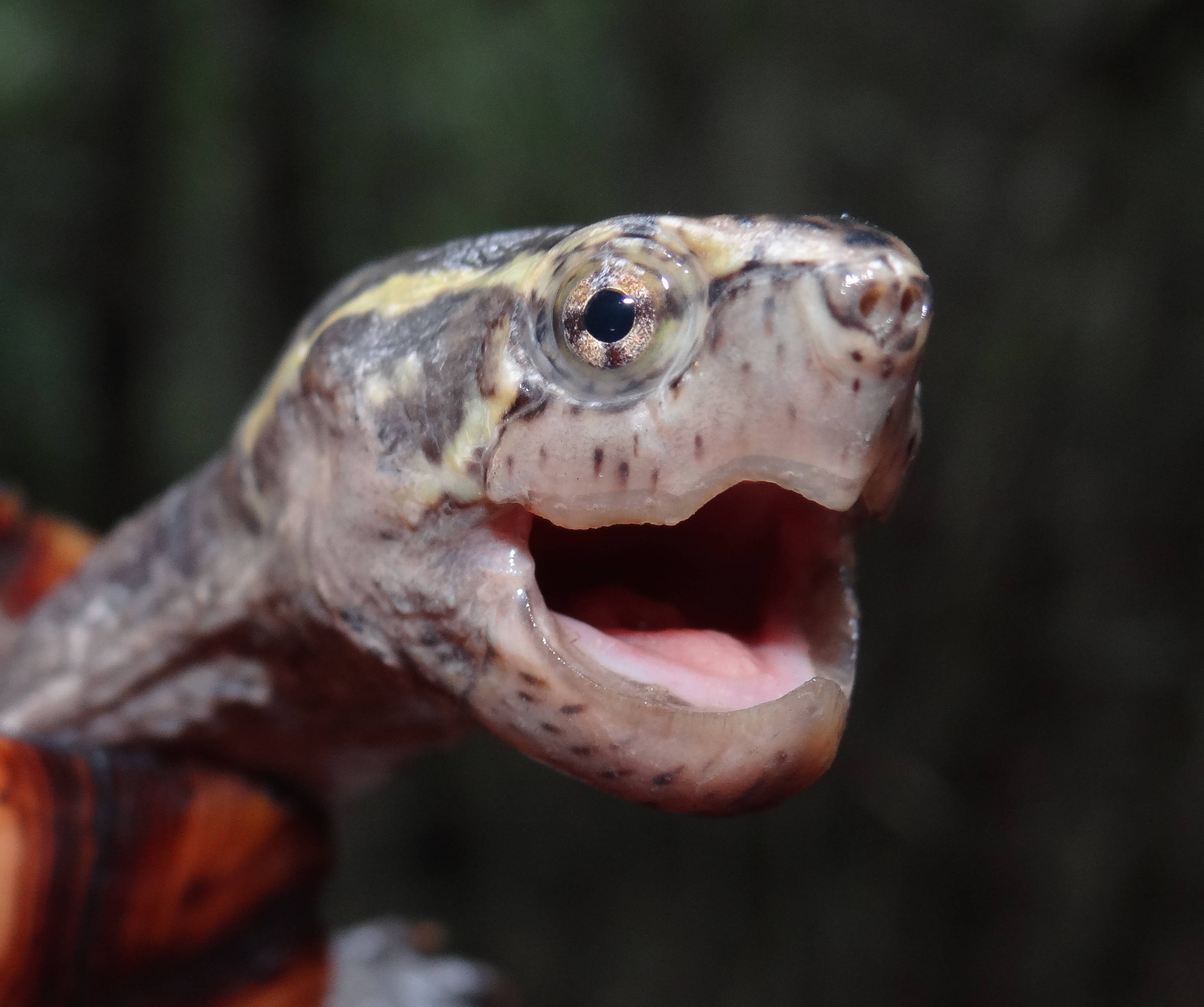 Mud Turtle, sharp beaks, pink tongue, 2K Desktop Wallpaper