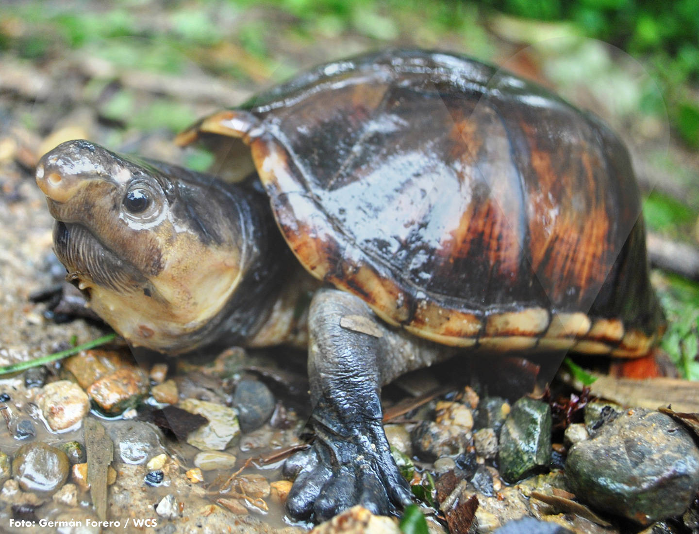 Mud Turtle, shiny gray skin, dark brown shell, HD Desktop Wallpaper
