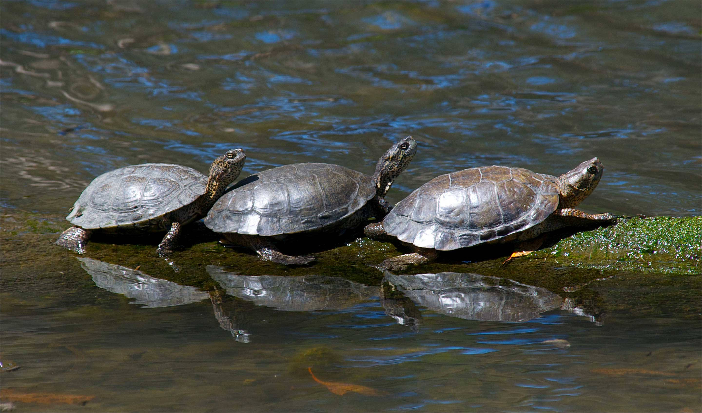 Mud Turtle, mossy rock, ripping water, 2K Desktop Wallpaper