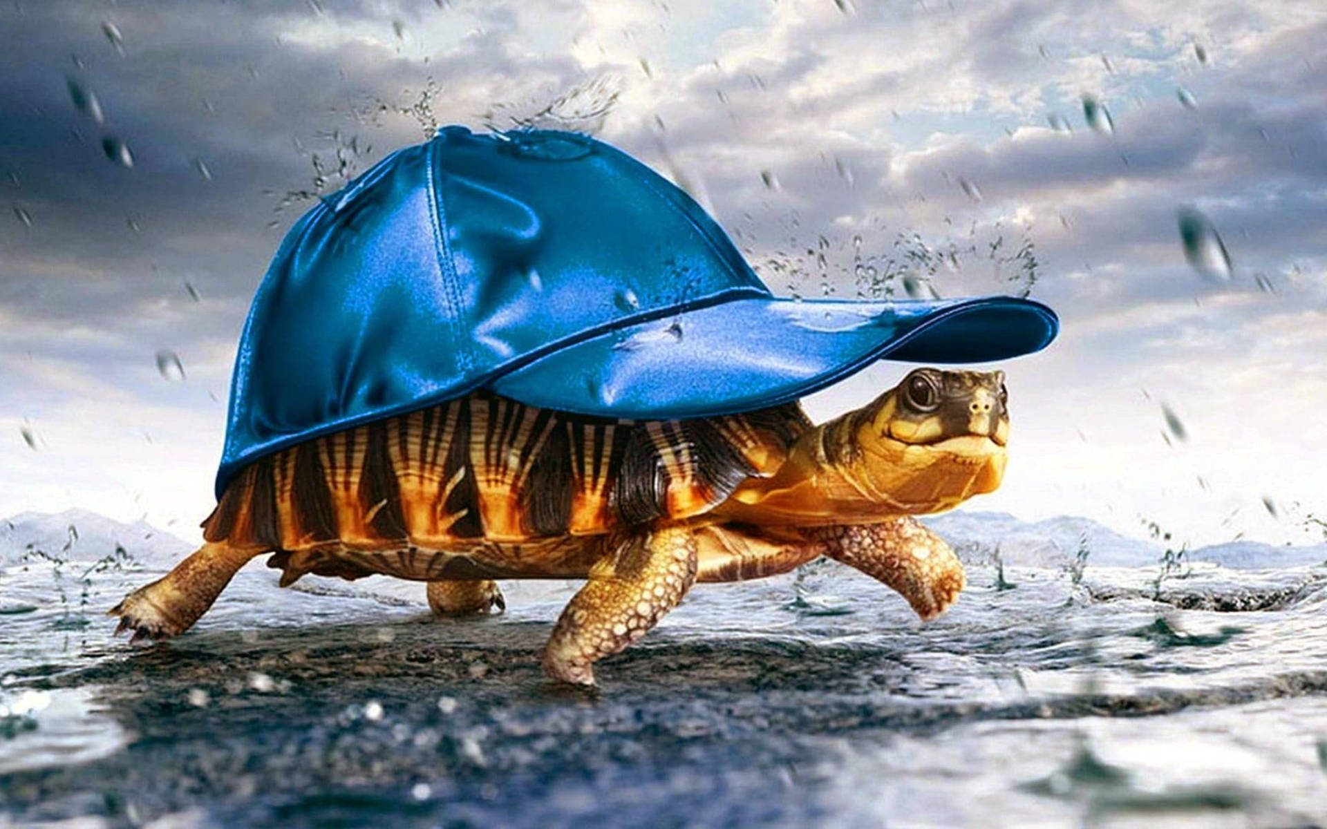 Cool Turtle, blue baseball cap, shiny finish, Full HD Desktop Wallpaper