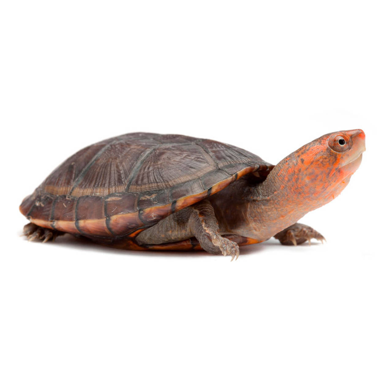 Mud Turtle, orange head, dark brown shell, HD Desktop Wallpaper
