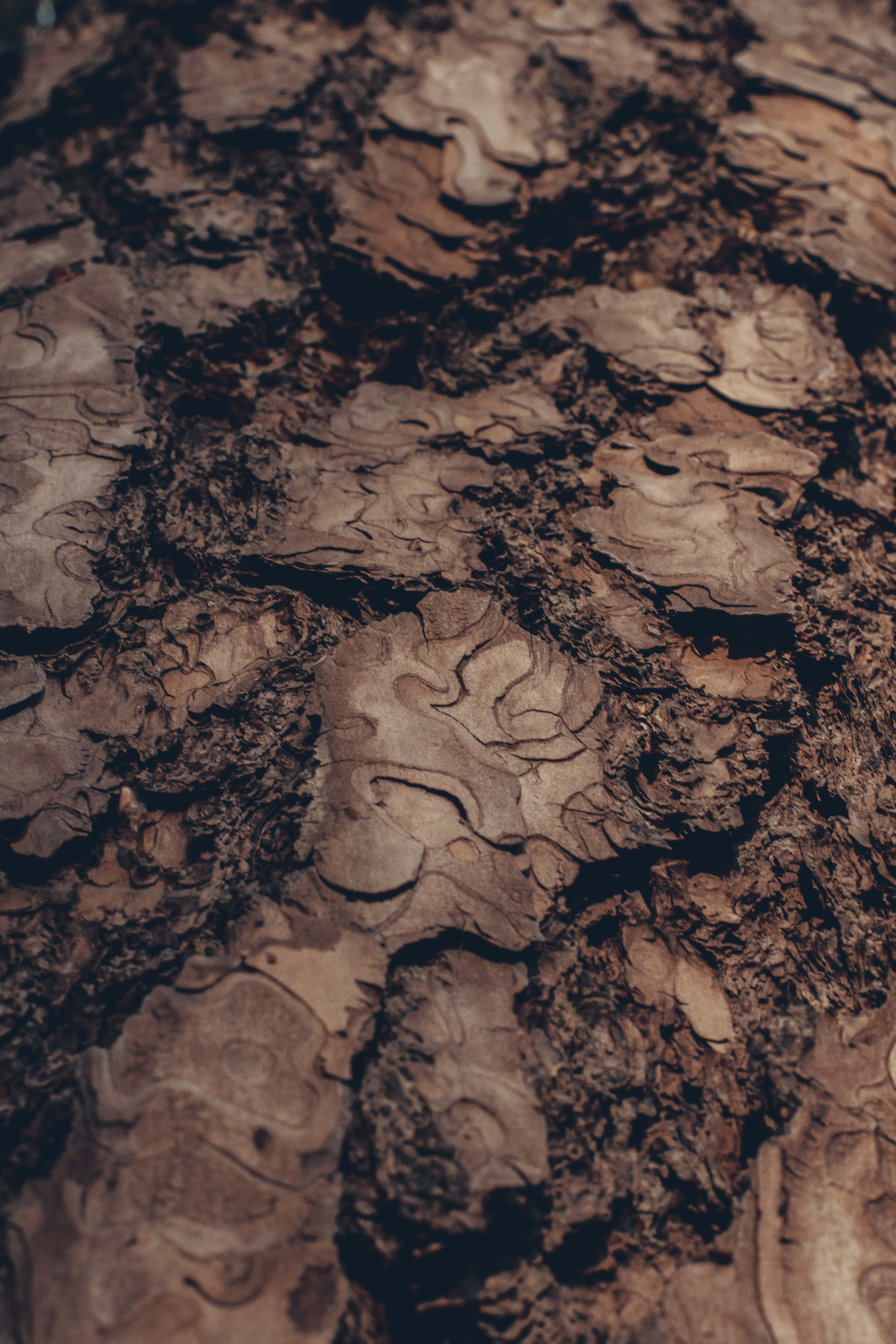 rock formation, brown mud, rough textured bark, 5K Phone Wallpaper
