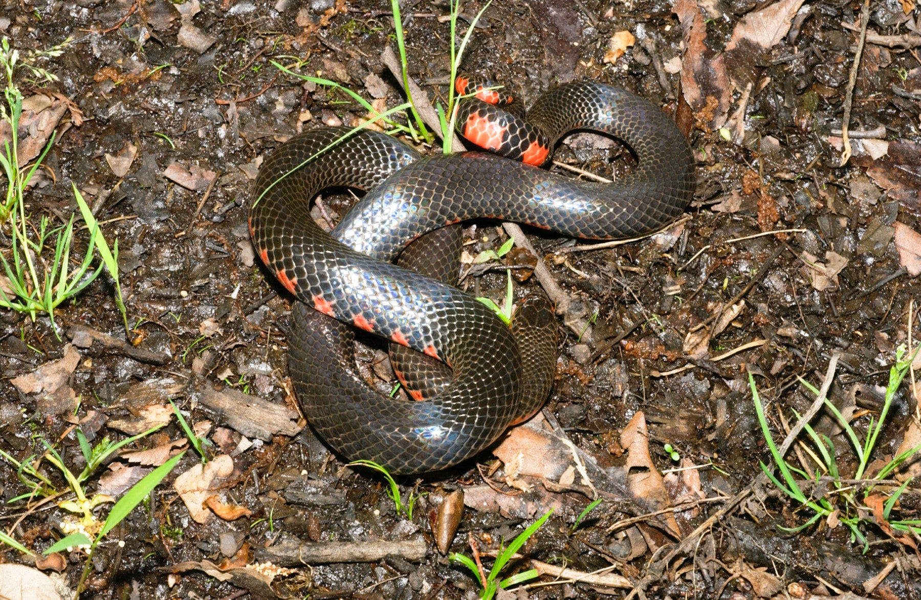 mud snake, forest floor, glossy black, HD Desktop Wallpaper