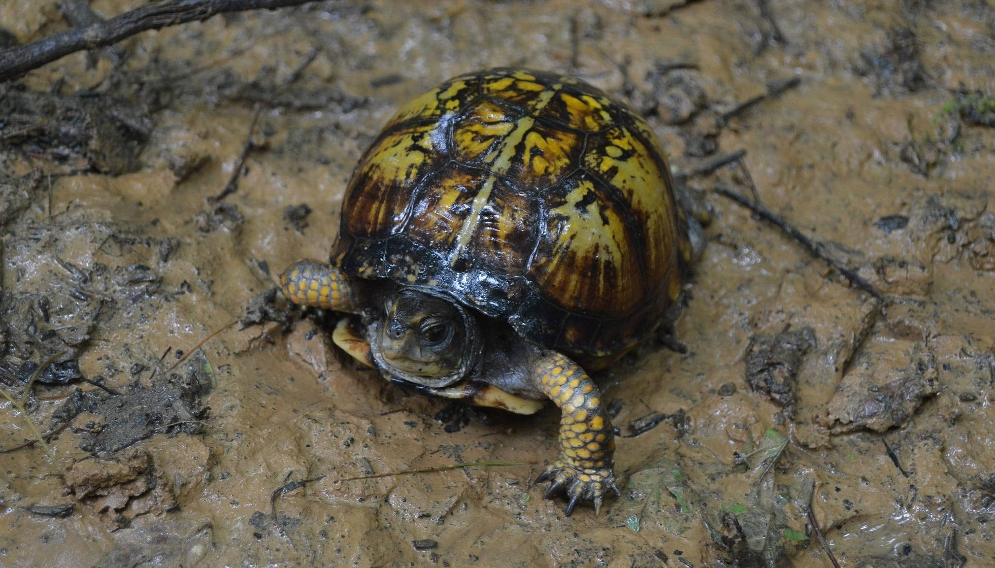 mud turtle, yellow and brown patterned shell, box turtle, Full HD Desktop Wallpaper