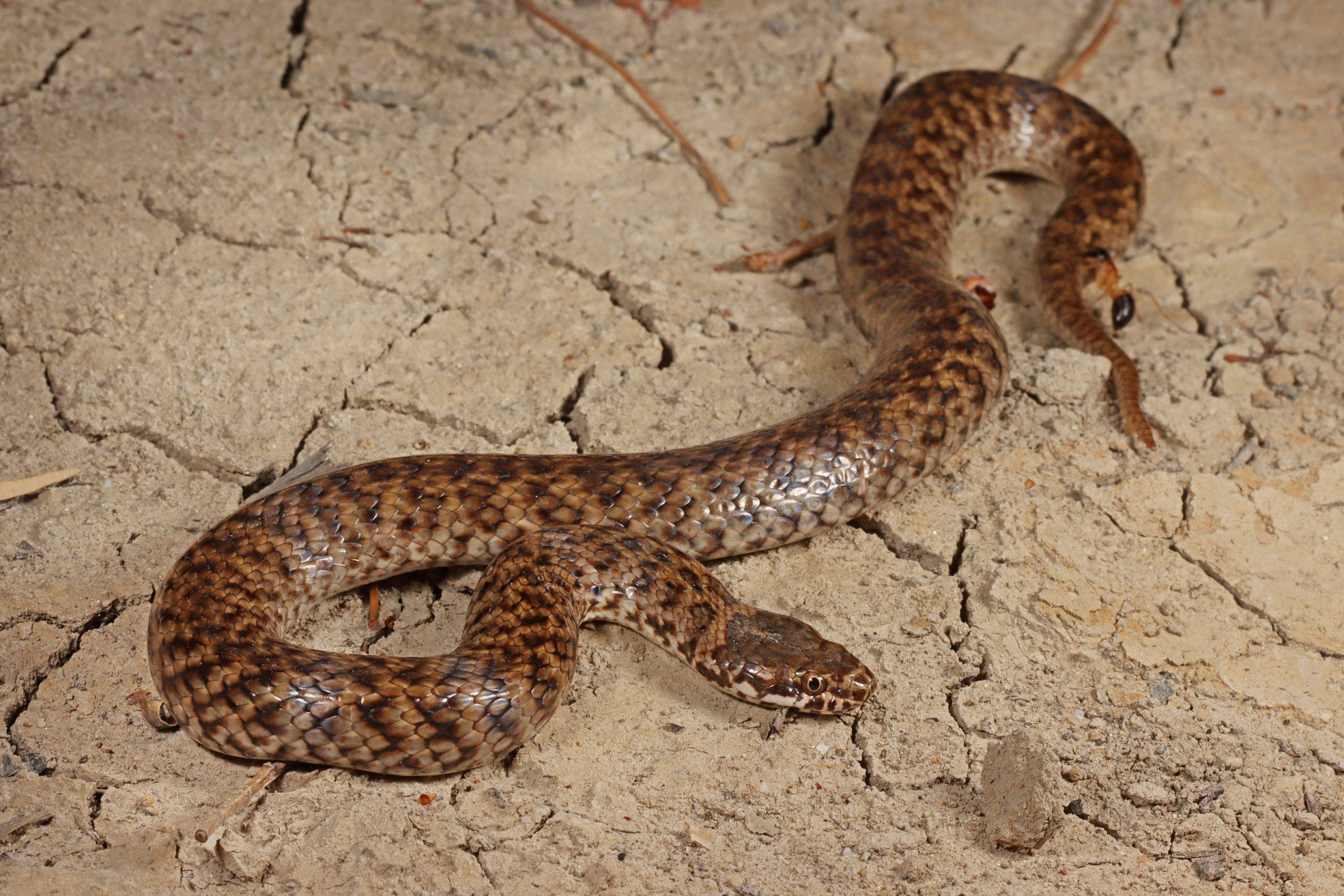 mud snake, dried mud, cracked dry earth, 2K Desktop Wallpaper