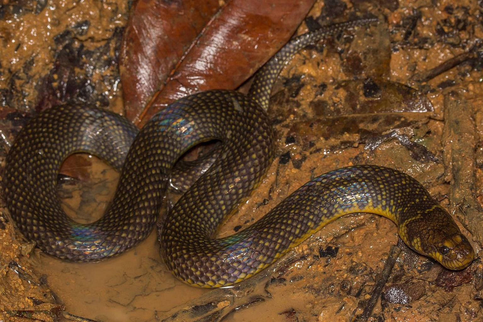 mud snake, muddy water, glossy dark snake, HD Desktop Wallpaper