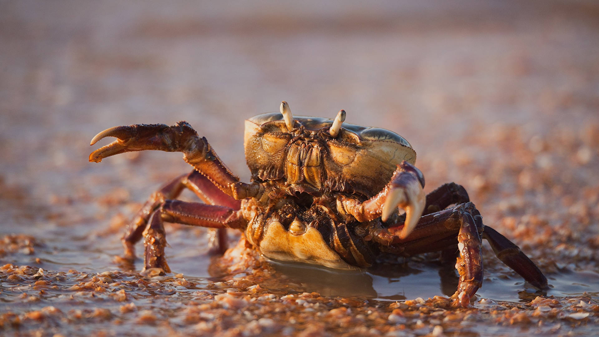 crab, muddy water, shallow water, Full HD Desktop Wallpaper