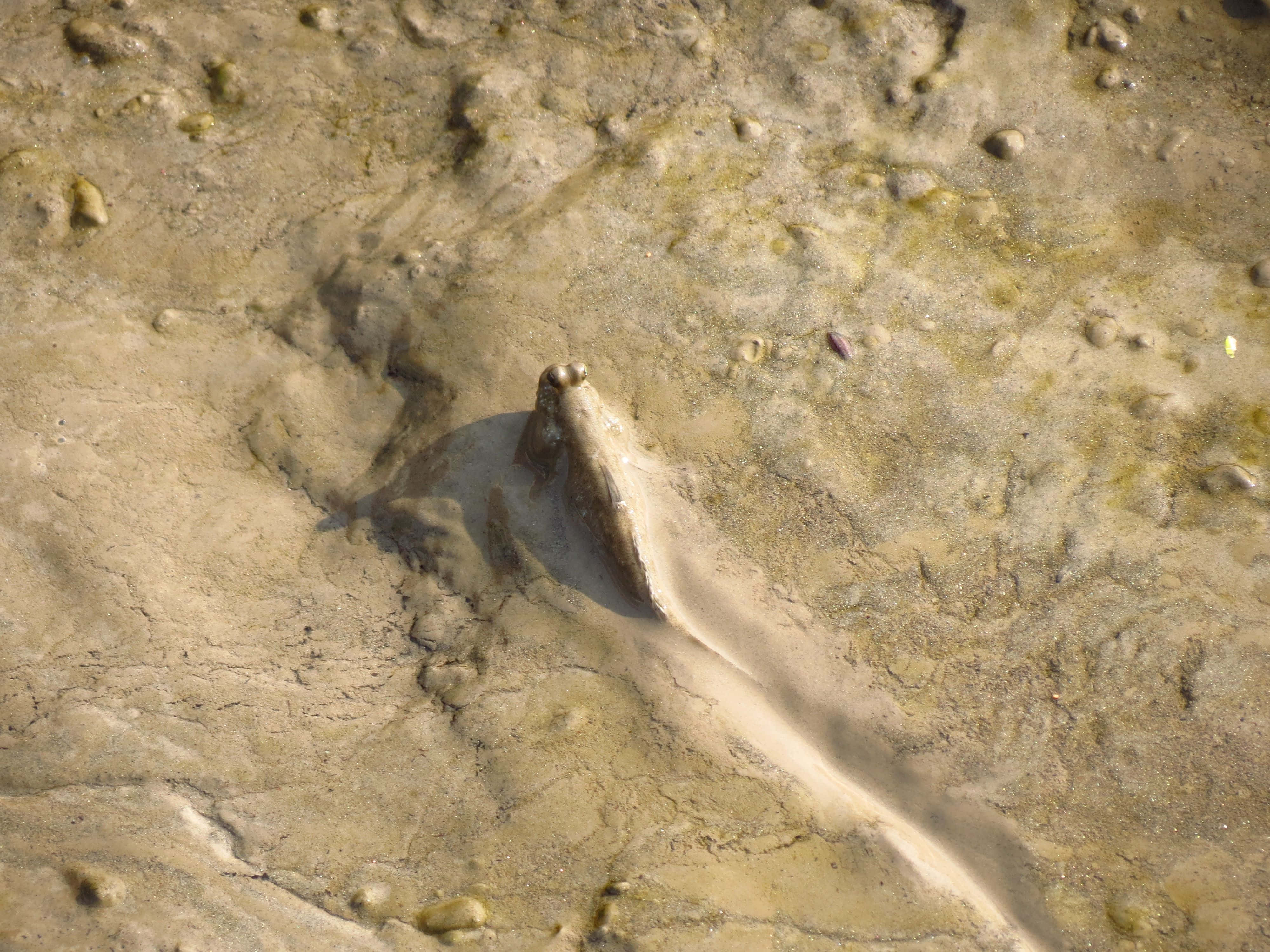 Mudskipper, muddy habitat, wet muddy ground, 4K Desktop Wallpaper