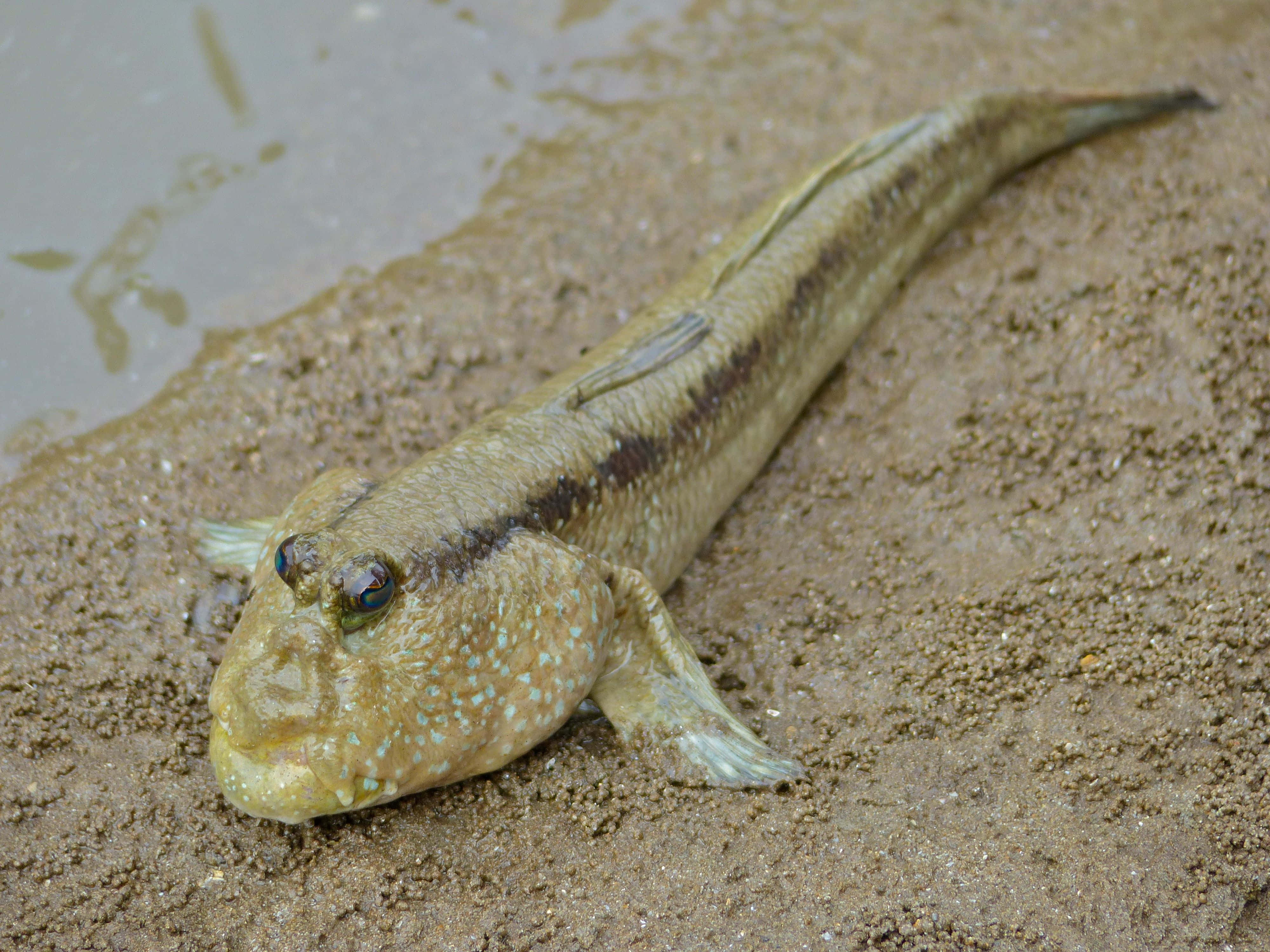 Mudskipper, muddy bank, wet sandy mud, 4K Desktop Wallpaper