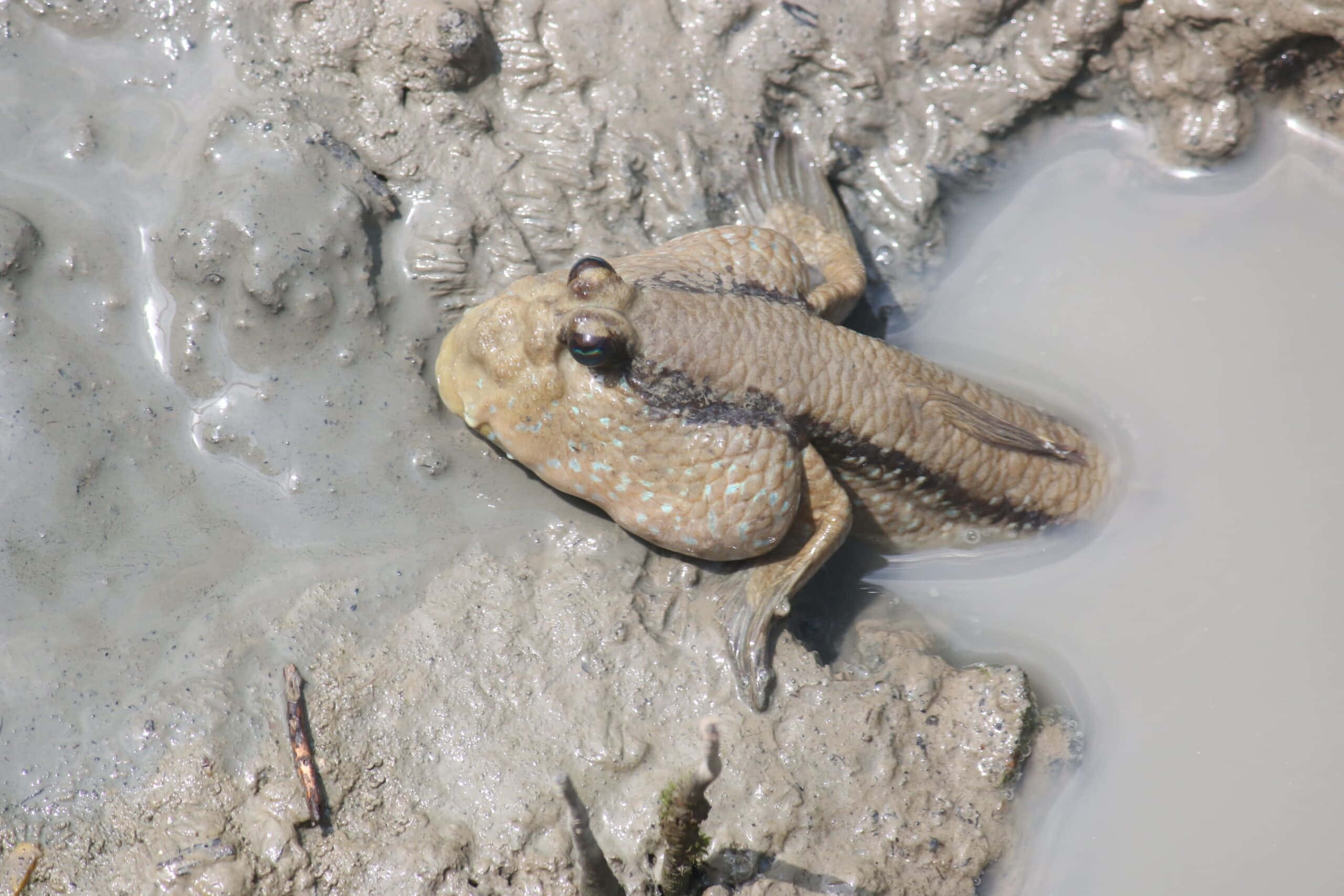 Mudskipper, shallow muddy water, textured wet earth, 2K Desktop Wallpaper