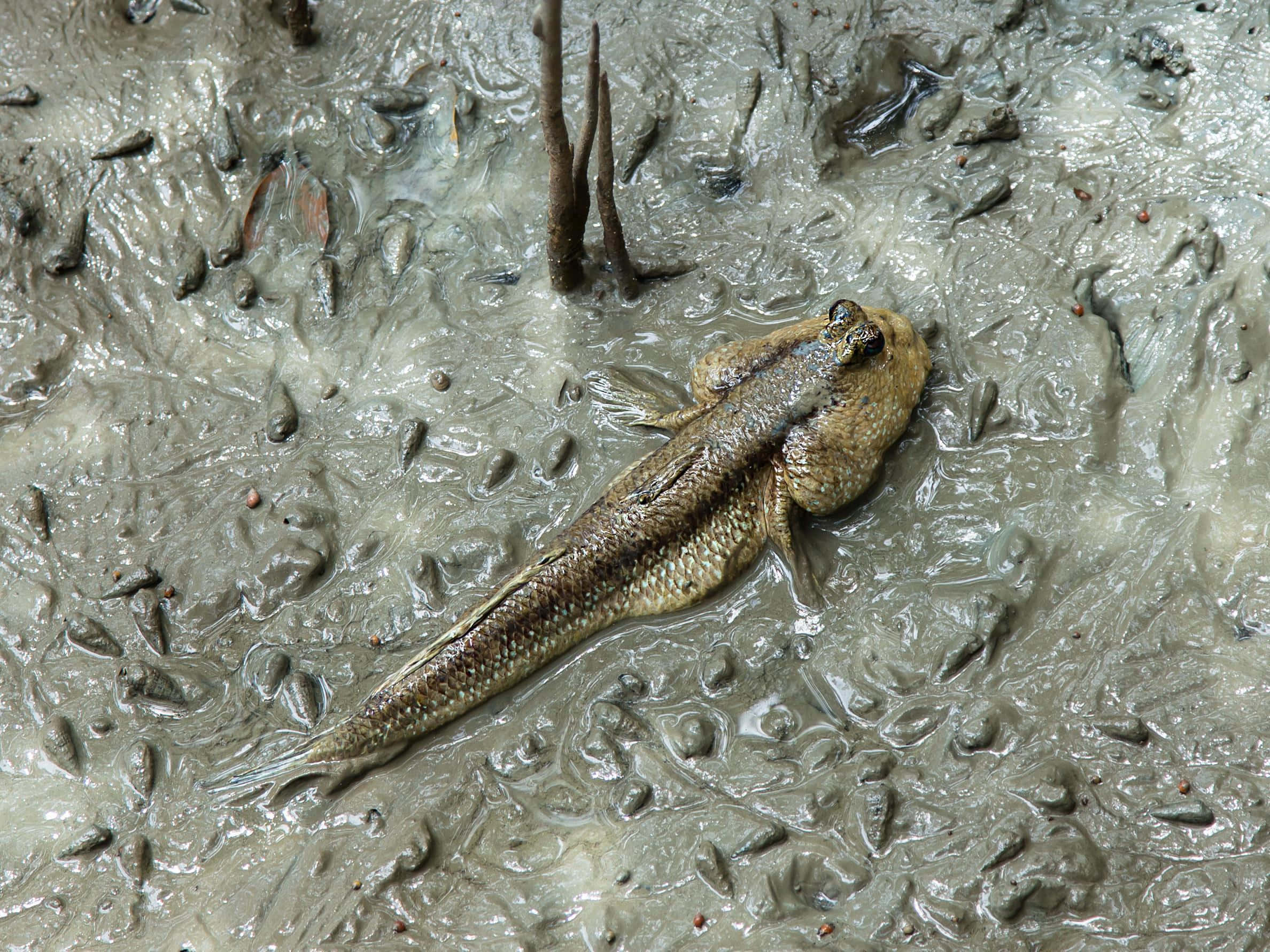 Mudskipper, mudflats, wet gray mudflats, Full HD Desktop Wallpaper