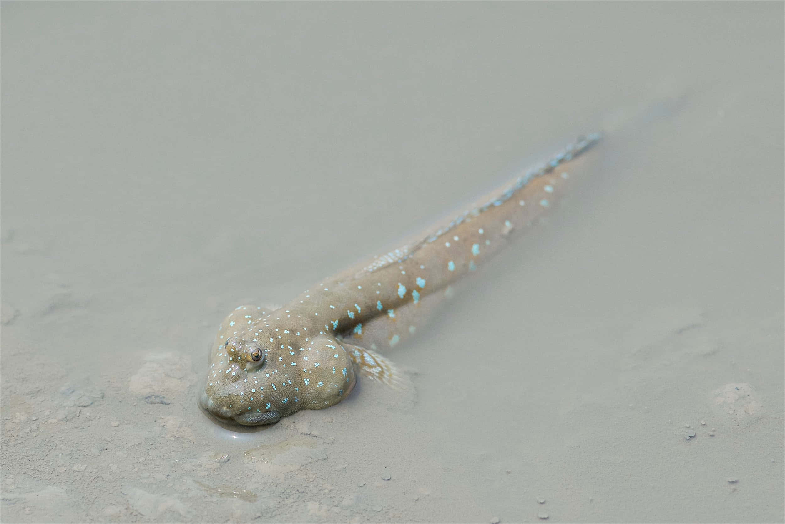 Mudskipper, blue spots, shallow muddy water, Full HD Desktop Wallpaper