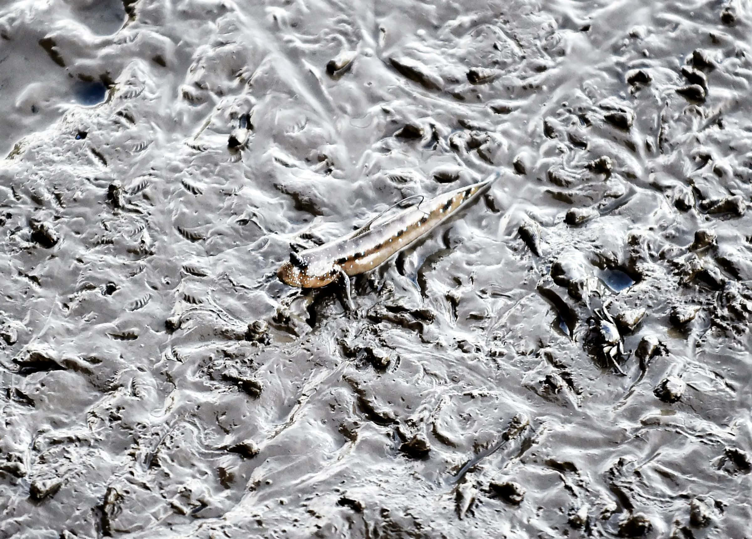 Mudskipper, silver fish, orange markings, Full HD Desktop Wallpaper