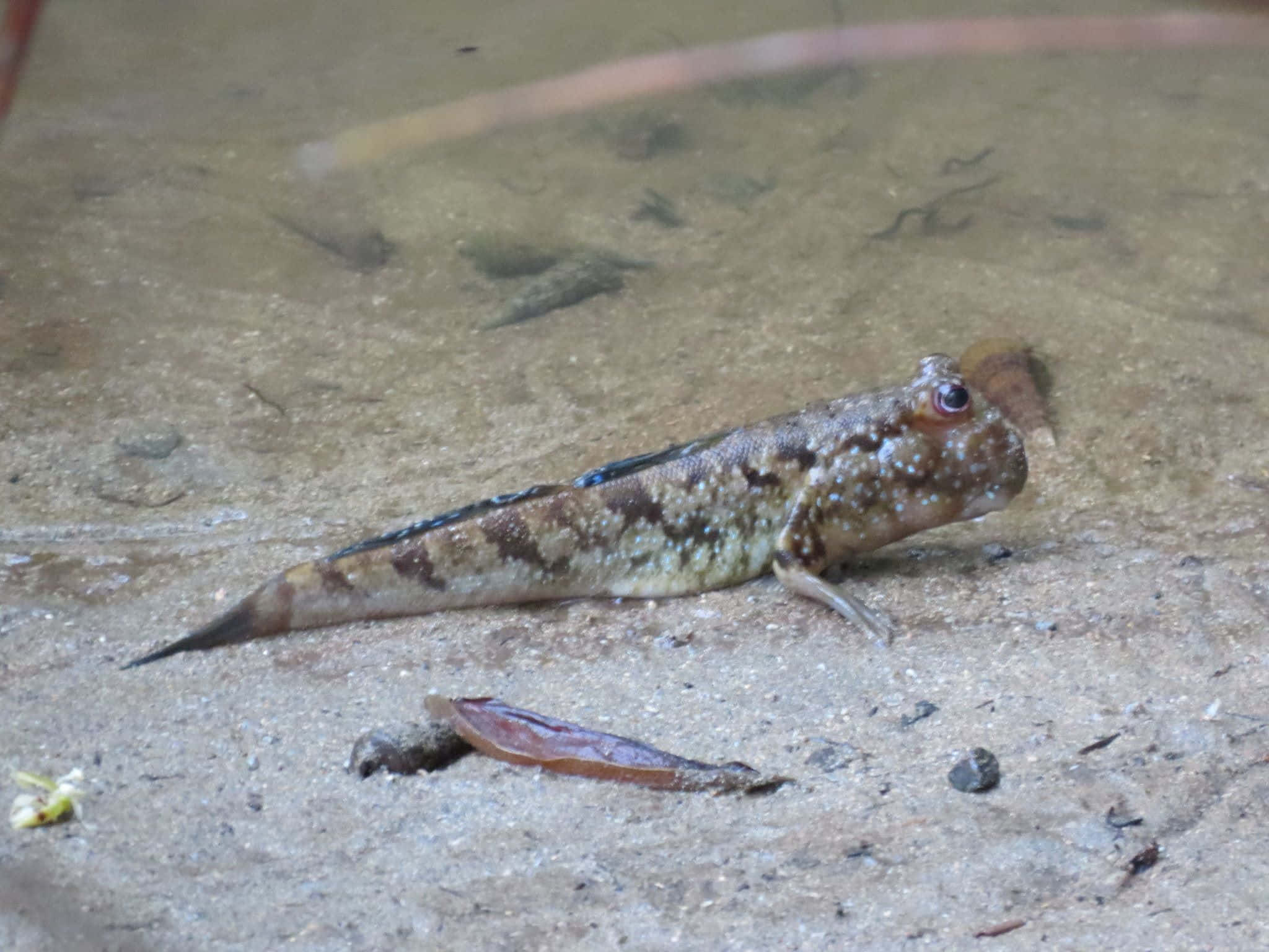 Mudskipper, sandbank, wet sandy ground, Full HD Desktop Wallpaper