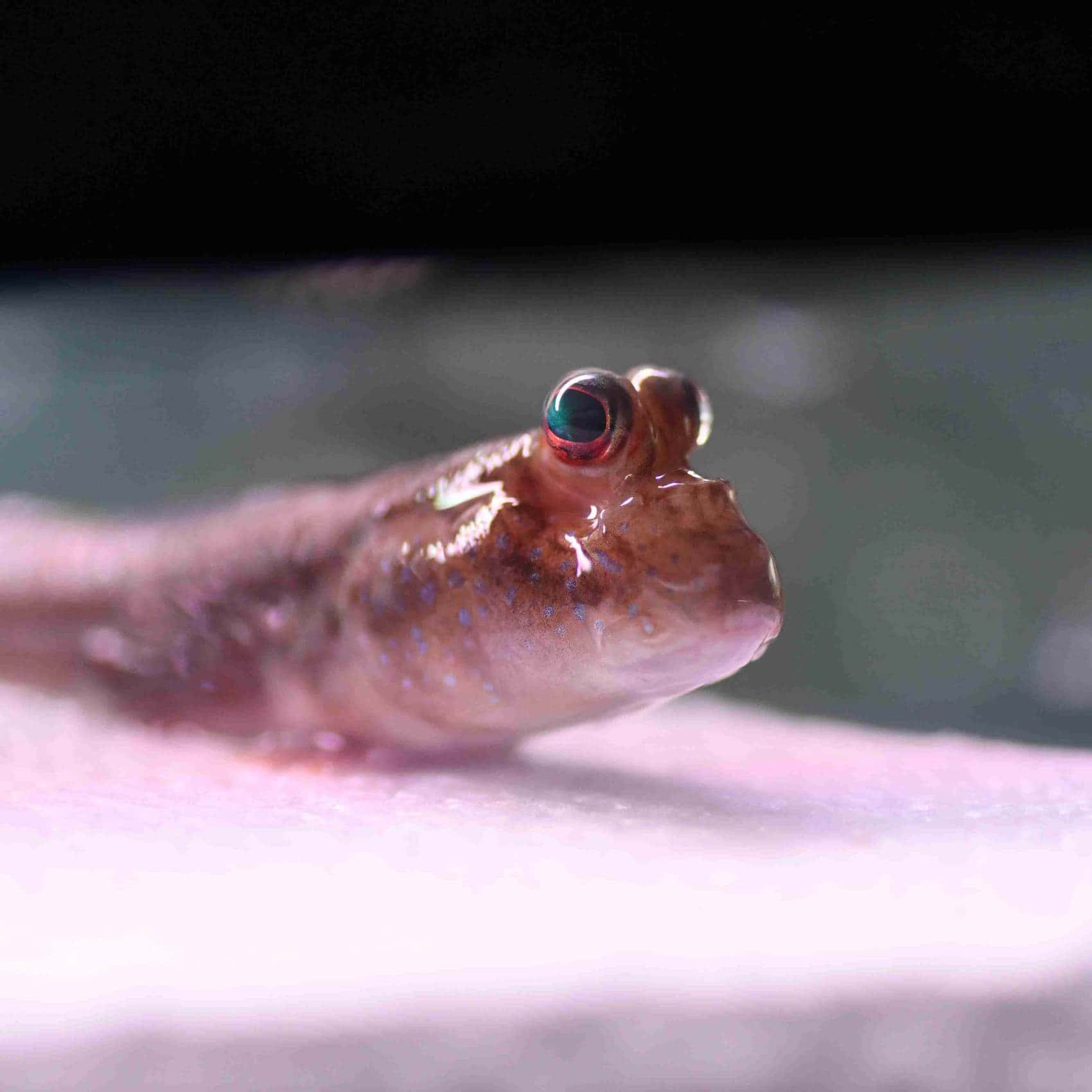Mudskipper, brown frogfish, red and blue eyes, HD Desktop Wallpaper