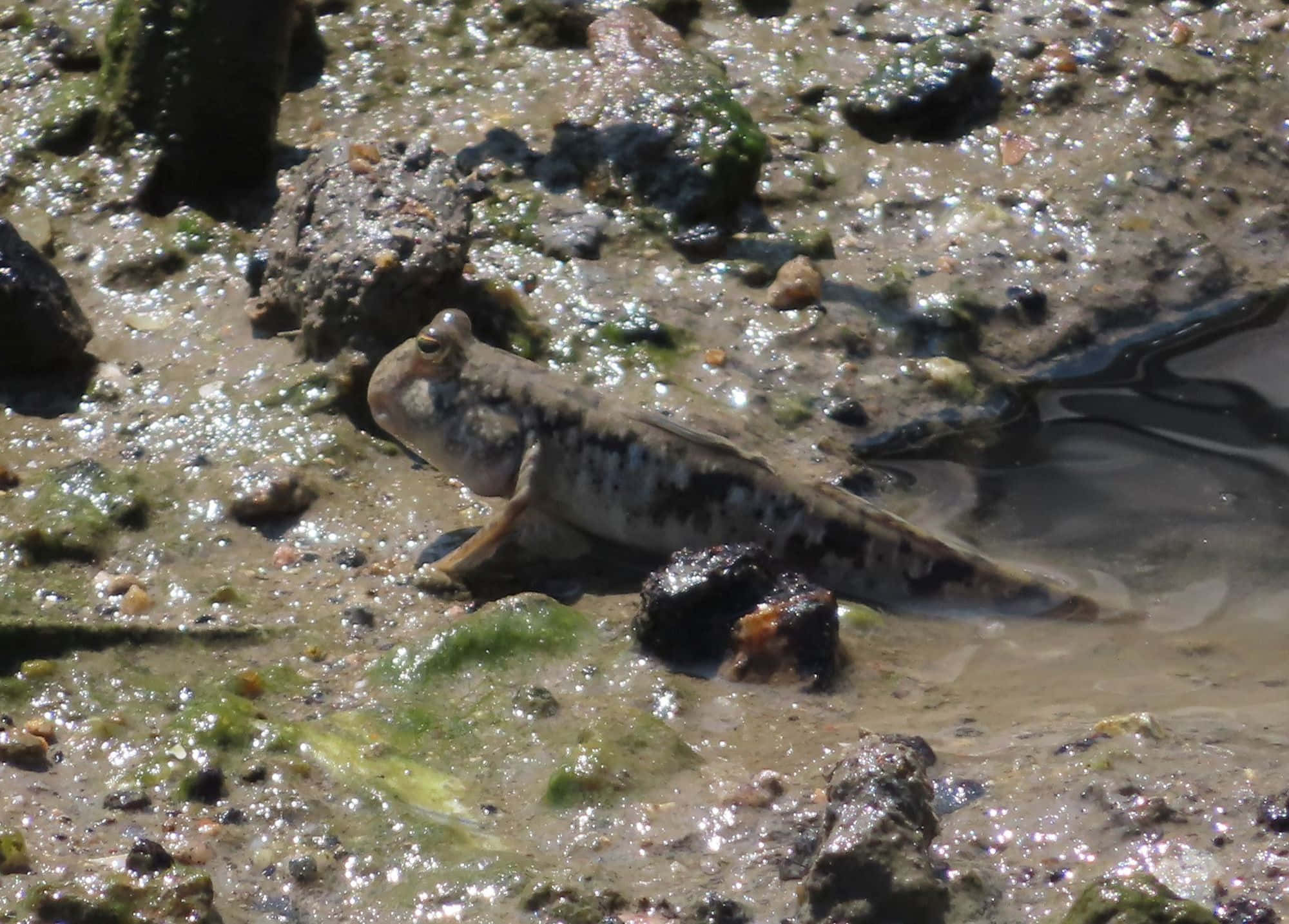 Mudskipper, muddy shore, mottled gray and brown skin, Full HD Desktop Wallpaper