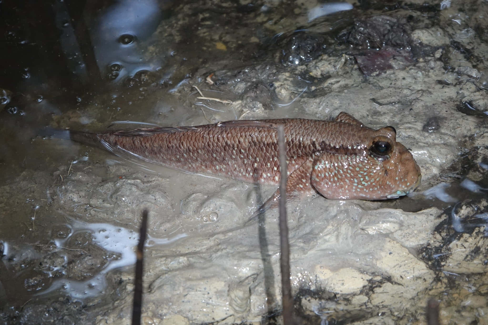 mudskipper, brown spotted, wet muddy ground, Full HD Desktop Wallpaper