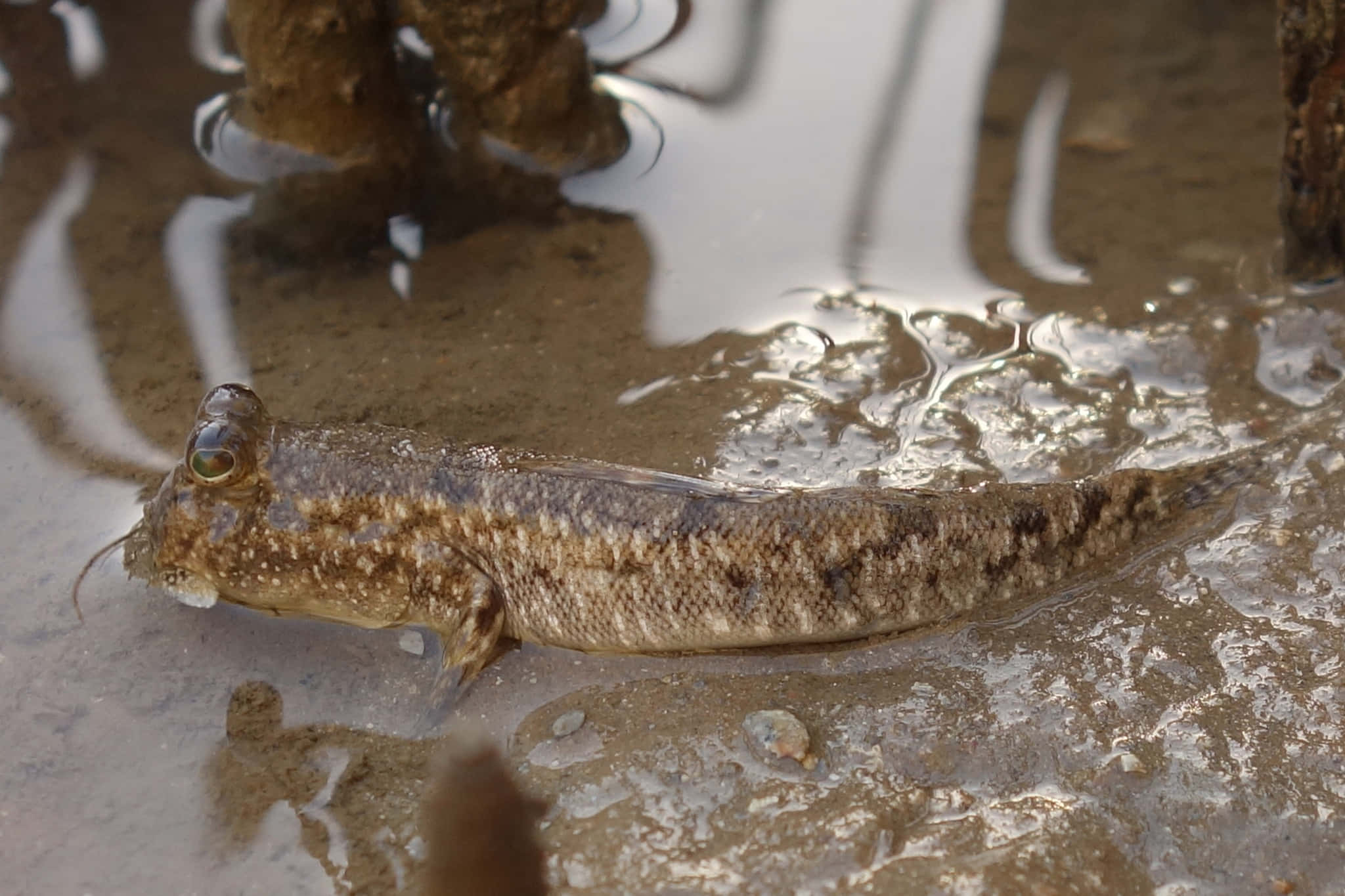 Mudskipper, wet muddy ground, shallow water pools, Full HD Desktop Wallpaper