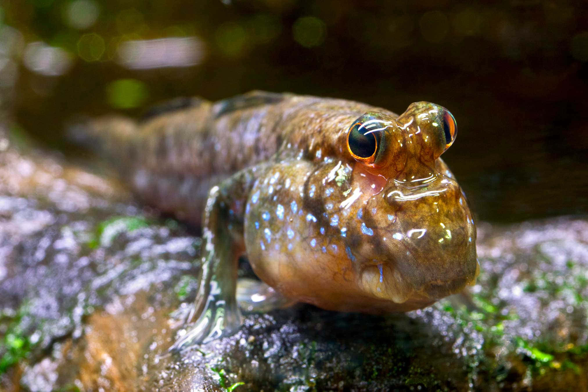 Mudskipper, mossy rock, blue speckles, Full HD Desktop Wallpaper