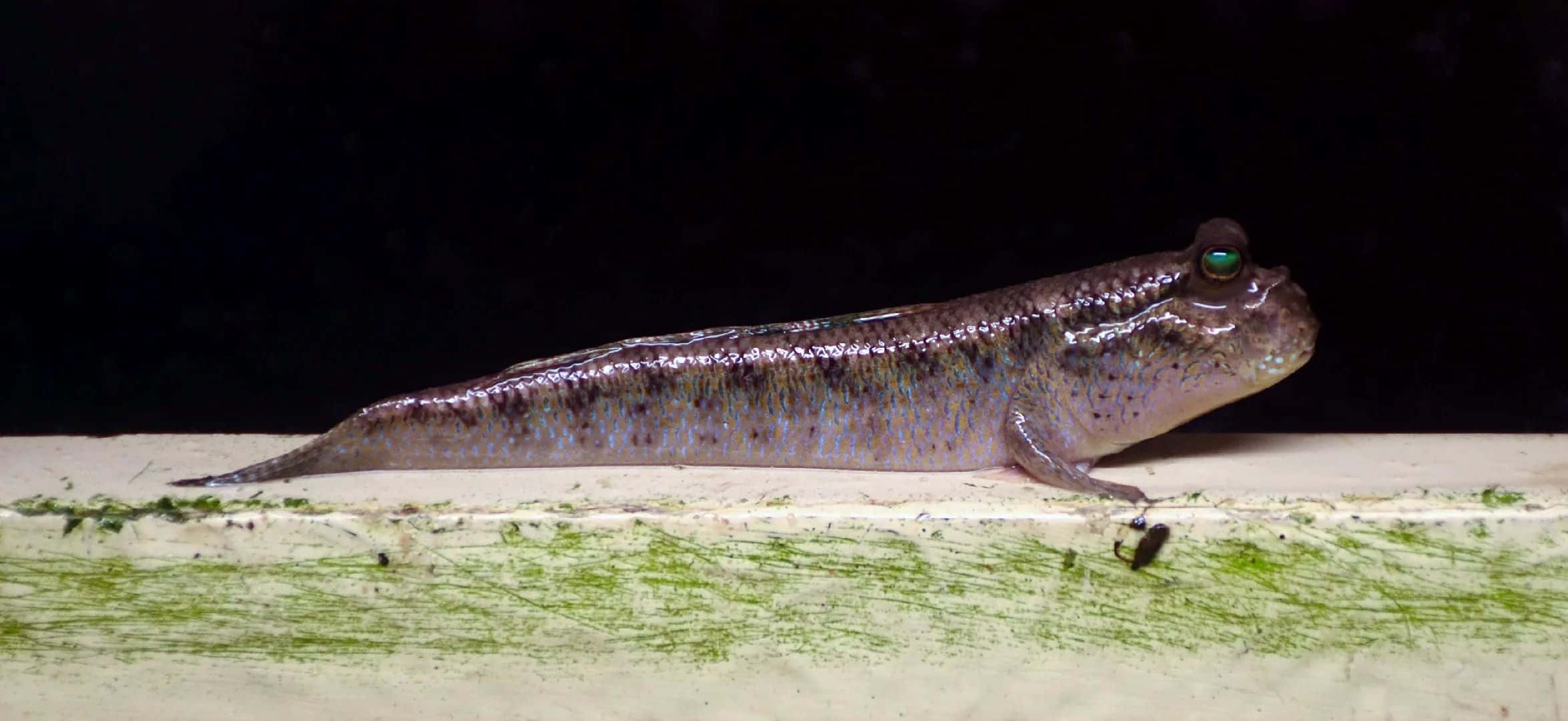 Mudskipper, glossy brown, green eyes, Full HD Desktop Wallpaper