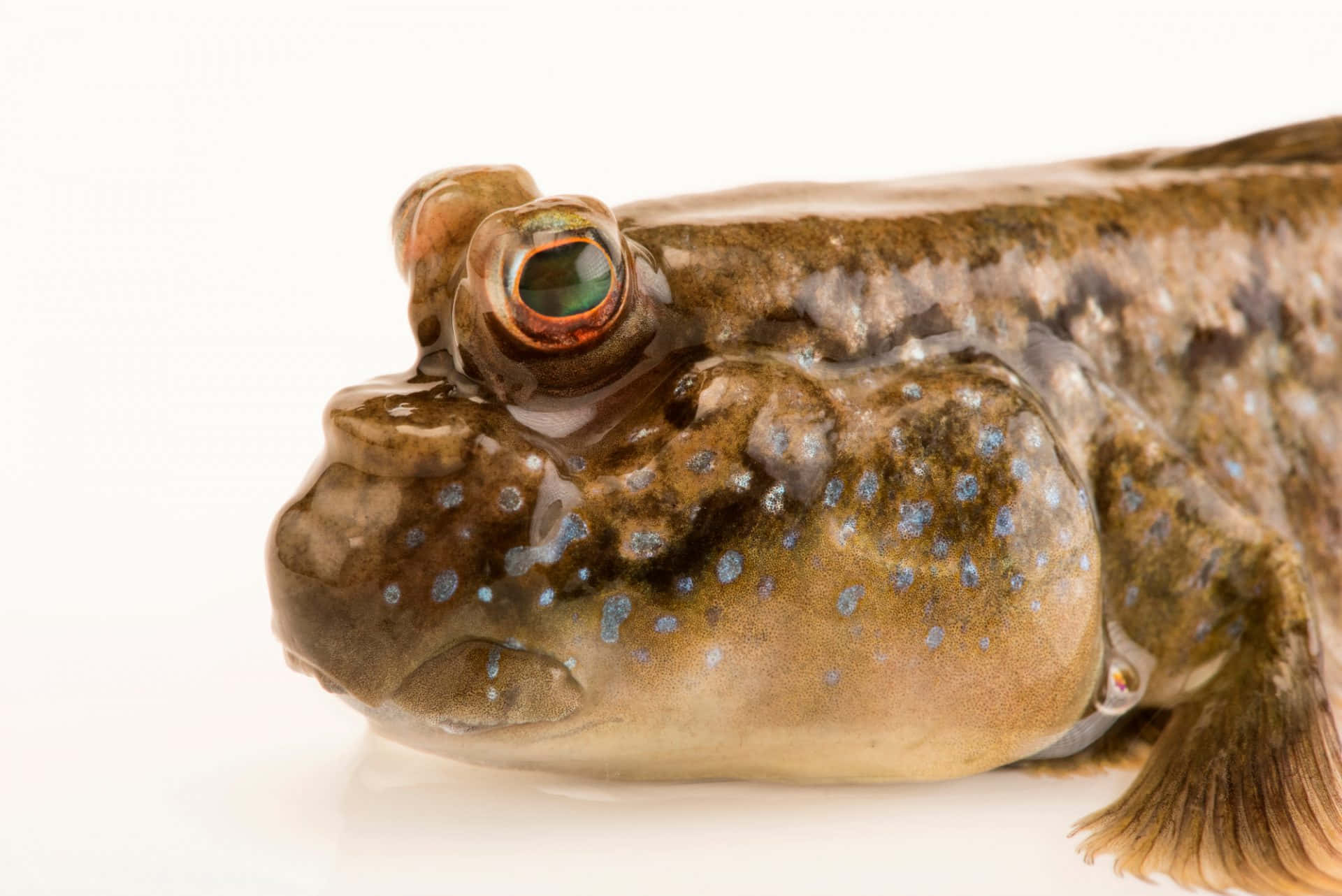 Mudskipper, speckled brown skin, striking green eye, Full HD Desktop Wallpaper
