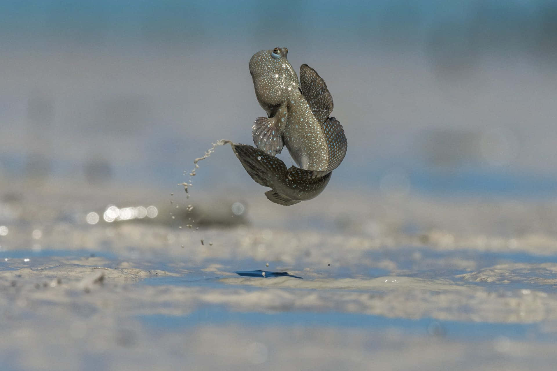 Mudskipper, leaping, shallow water, Full HD Desktop Wallpaper