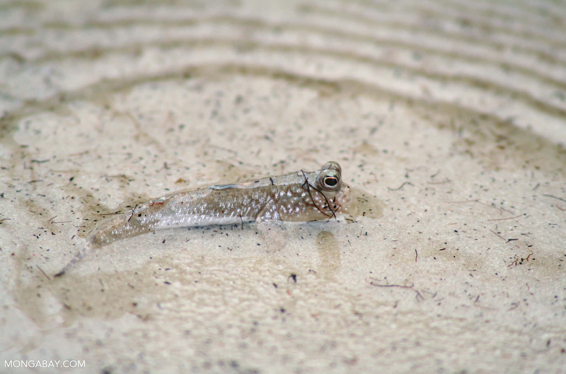 Mudskipper, wet sand, silver goby fish, HD Desktop Wallpaper