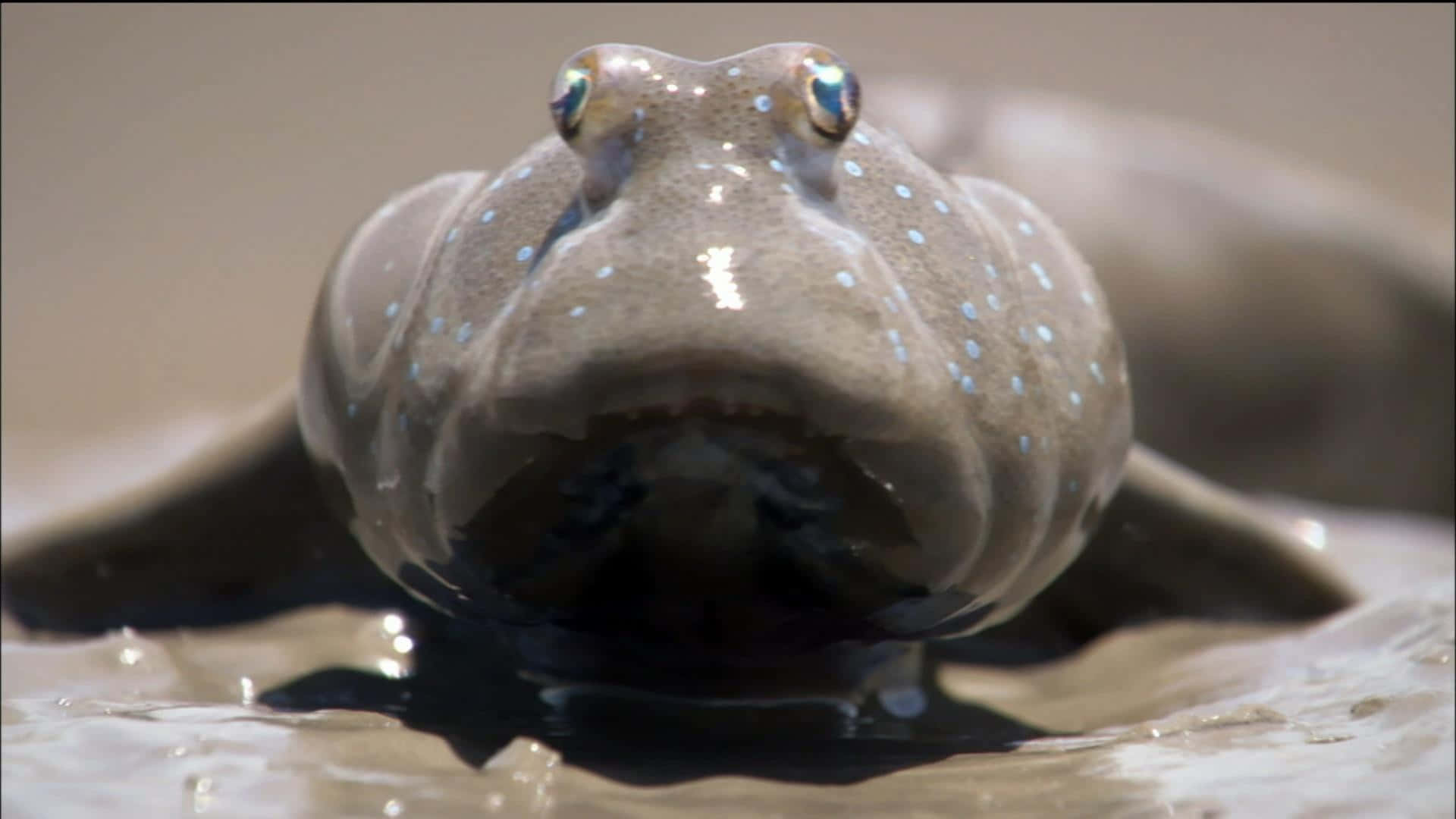 Mudskipper, blue spots, shiny eyes, Full HD Desktop Wallpaper