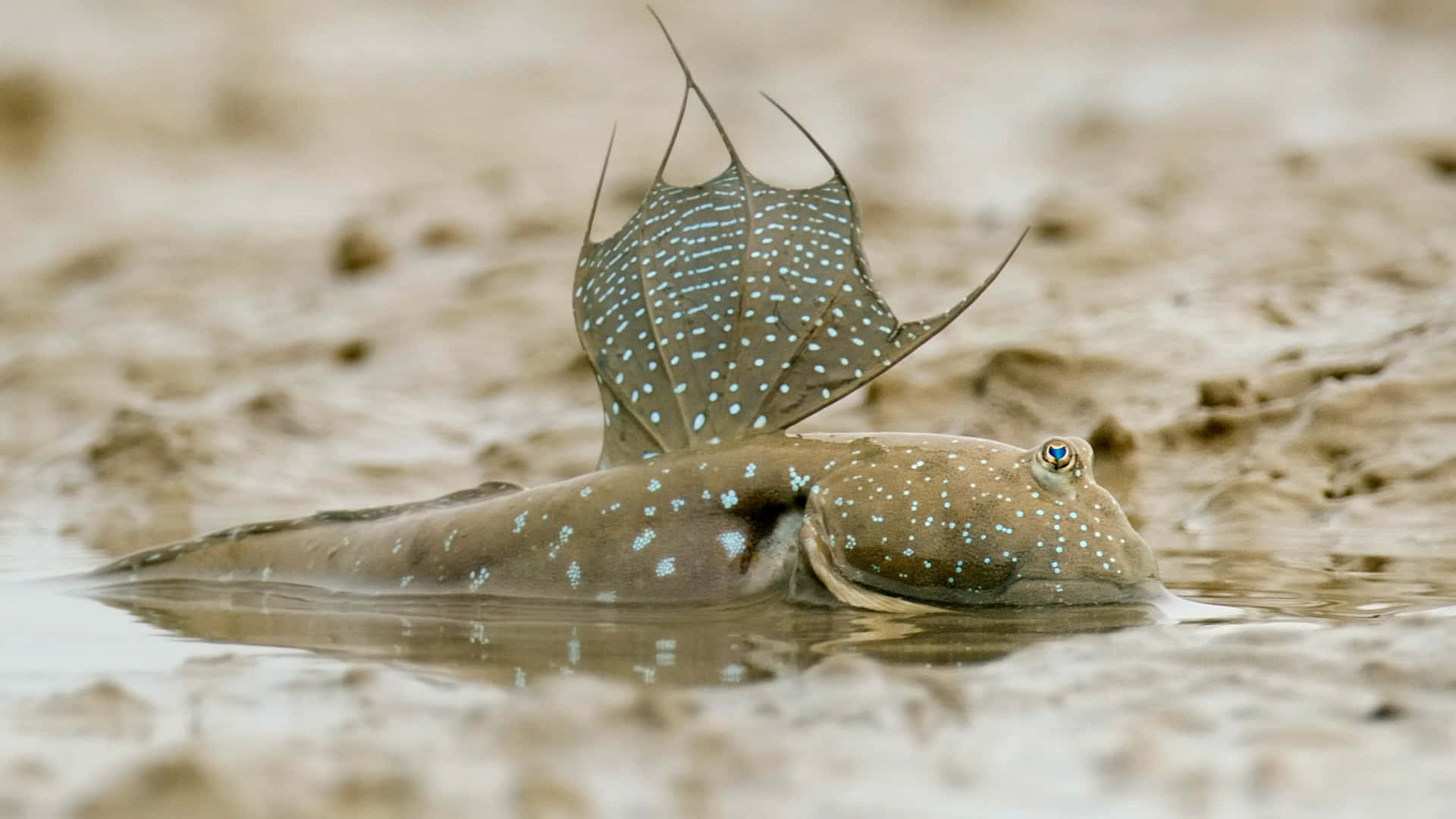 Mudskipper, spotted blue fins, shallow water, Full HD Desktop Wallpaper