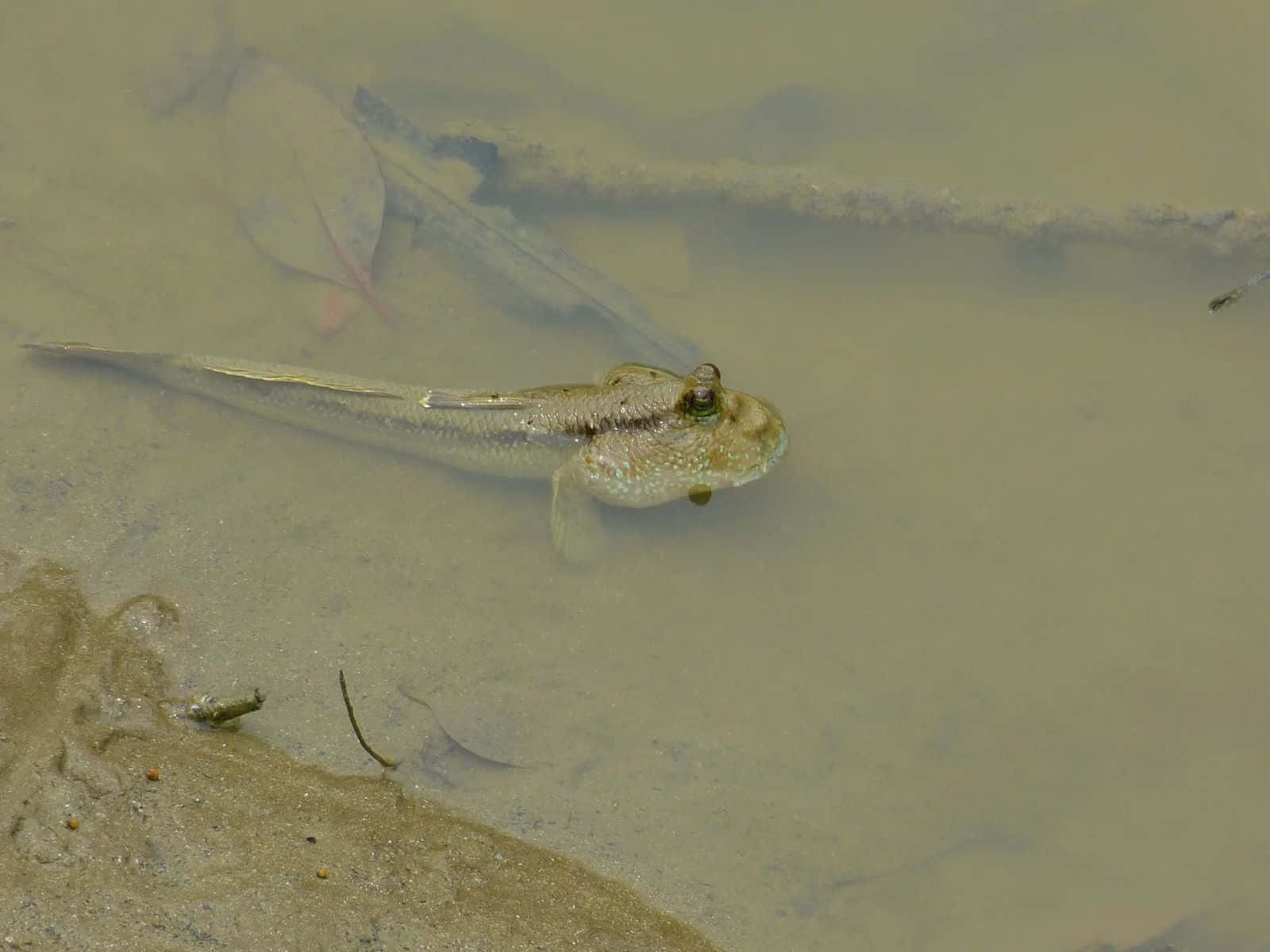 mudskipper, shallow murky water, sandy shore, HD Desktop Wallpaper